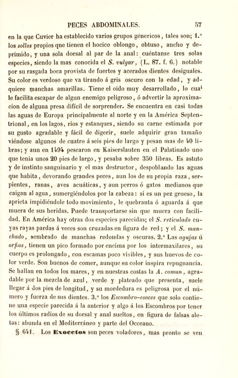 en la que Cuvier ha establecido varios grupos genéricos, tales son; l.° los sollos propios qne tienen el hocico oblongo, obtuso, ancho y de- primido, y una sola dorsal al par de la anal: cuéntanse tres solas especies, siendo la mas conocida el S. vulgar, (L. 87. f. 6.) notable por su rasgada boca provista de fuertes y acerados dientes desiguales. Su color es verdoso que va tirando á gris oscuro con la edad , y ad- quiere manchas amarillas. Tiene el oido muy desarrollado, lo cua1 le facilita escapar de algún enemigo peligroso, ó advertir la aproxima- ción de alguna presa difícil de sorprender. Se encuentra en casi todas las aguas de Europa principalmente al norte y en la América Septen- trional, en los lagos, rios y estanques, siendo su carne estimada por su gusto agradable y fácil de digerir, suele adquirir gran tamaño viéndose algunos de cuatro á seis pies de largo y pesan mas de 40 li- bras; y aun en 1494 pescaron en Kaiserslauten en el Palatinado uno que tenia unos 20 pies de largo, y pesaba sobre 350 libras. Es astuto y de instinto sanguinario y el mas destructor, despoblando las aguas que habita , devorando grandes peces, aun los de su propia raza , ser- pientes, ranas, aves acuáticas, y aun perros ó gatos medianos que caigan al agua, sumergiéndolos por la cabeza: si es un pez grueso, la aprieta impidiéndole todo movimiento, le quebranta ó aguarda á que muera de sus heridas. Puede transportarse sin que muera con facili- dad. En América hay otras dos especies parecidas; el S. reticulado cu- yas rayas pardas á veces son cruzadas en figura de red ; y el S. inan- chado , sembrado de manchas redondas y oscuras. 2.° Las agujas ú or fias, tienen un pico formado por encima por los intermaxilares, su cuerpo es prolongado , con escamas poco visibles, y sus huevos de co- lor verde. Son buenos de comer, aunque su color inspira repugnancia. Se hallan en todos los mares, y en nuestras costas la A. común, agra- dable por la mezcla de azul, verde y plateado que presenta, suele llegar á dos pies de longitud, y su mordedura es peligrosa por el nú- mero y fuerza desús dientes. 3.° los Escombro-csoces que solo contie- ne una especie parecida á la anterior y algo á los Escombros por tener los últimos radios de su dorsal y anal sueltos, en figura de falsas ale- tas: abunda en el Mediterráneo y parte del Occeano. § 641. Los Exoceto» son peces voladores, mas pronto se ven