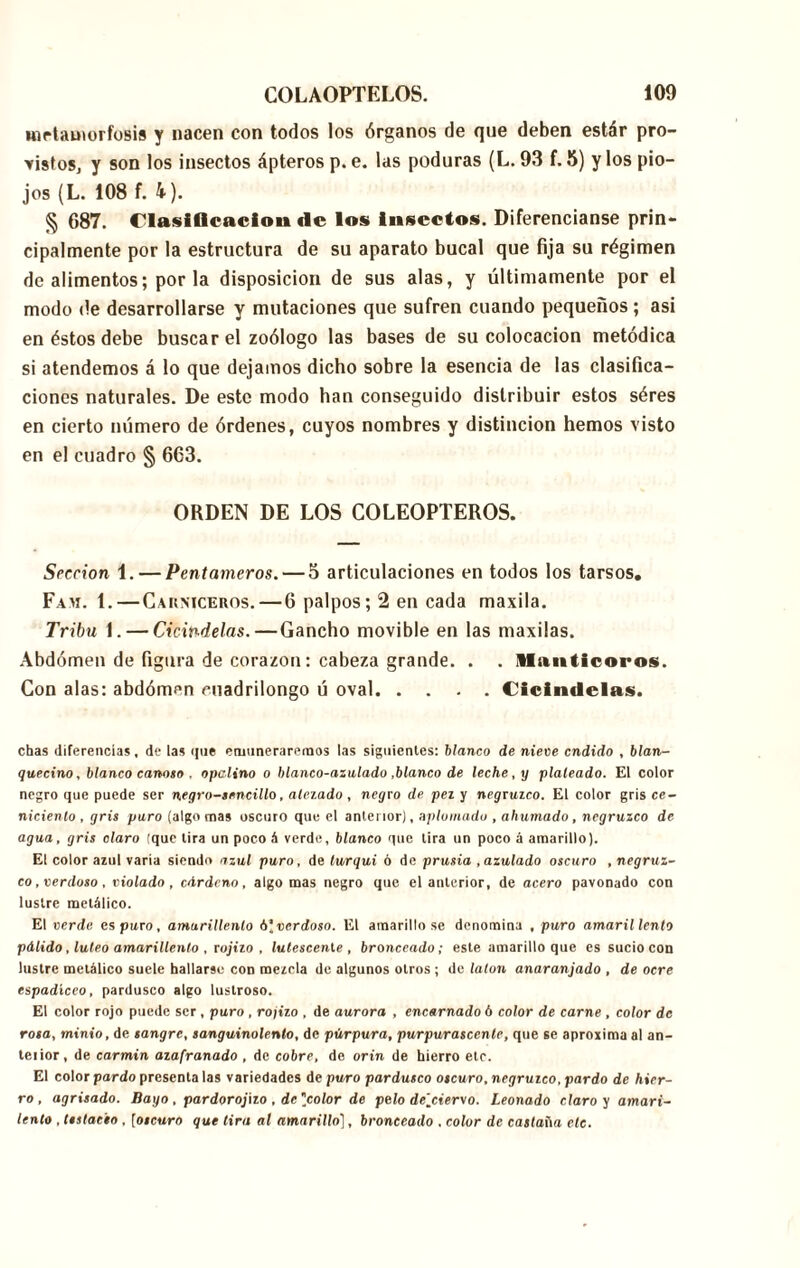 metamorfosis y nacen con todos los órganos de que deben estár pro- vistos, y son los insectos ápteros p. e. las poduras (L. 93 f. 5) y los pio- jos (L. 108 f. 4). § 687. Clasificación de los insectos. Diferencianse prin- cipalmente por la estructura de su aparato bucal que fija su régimen de alimentos; por la disposición de sus alas, y últimamente por el modo de desarrollarse y mutaciones que sufren cuando pequeños; asi en éstos debe buscar el zoólogo las bases de su colocación metódica si atendemos á lo que dejamos dicho sobre la esencia de las clasifica- ciones naturales. De este modo han conseguido distribuir estos séres en cierto número de órdenes, cuyos nombres y distinción hemos visto en el cuadro § 663. ORDEN DE LOS COLEOPTEROS. Sección 1. — Pent ameros. — 3 articulaciones en todos los tarsos. Fa>i. t.—Carniceros. — 6 palpos; 2 en cada maxila. Tribu i. — Cicindelas.—Gancho movible en las maxilas. Abdomen de figura de corazón: cabeza grande. . . Uimticoros. Con alas: abdómen cuadrilongo ú oval Cicindelas. chas diferencias, de las que enumeraremos las siguientes: blanco de nieve endido , blan- quecino, blanco canoso . opalino o blanco-azulado .blanco de leche, y plateado. El color negro que puede ser negro-sencillo, alelado , negro de peí y negruico. El color gris ce- niciento , gris puro (algo mas oscuro que el anterior), aplomado , ahumado , negruzco de agua, gris claro (que lira un poco á verde, blanco que tira un poco á amarillo). El color azul varia siendo azul puro, de turquí ó de prusia , azulado oscuro , negruz- co, verdoso , violado , cárdeno, algo mas negro que el anterior, de acero pavonado con lustre metálico. El verde es puro, amarillento ó*verdoso. El amarillo se denomina , puro amarillento pálido, lúteo amarillento , rojiio , lutescenle , bronceado; este amarillo que es sucio con lustre metálico suele hallarse con mezcla de algunos otros ; de laton anaranjado , de ocre espadícco, pardusco algo lustroso. El color rojo puede ser , puro , rojizo , de aurora , encarnado ó color de carne , color de rosa, minio, de sangre, sanguinolento, de púrpura, purpurasccnte, que se aproxima al an- terior, de carmin azafranado , de cobre, de orín de hierro etc. El color pardo presenta las variedades de puro pardusco oscuro, negruzco, pardo de hier- ro, agrisado. Bayo , pardorojizo , de [color de pelo de[cier\o. Leonado claro y amari- lenlo , ttslac'eo , [oscuro que tira al amarillo], bronceado , color de castaña etc.