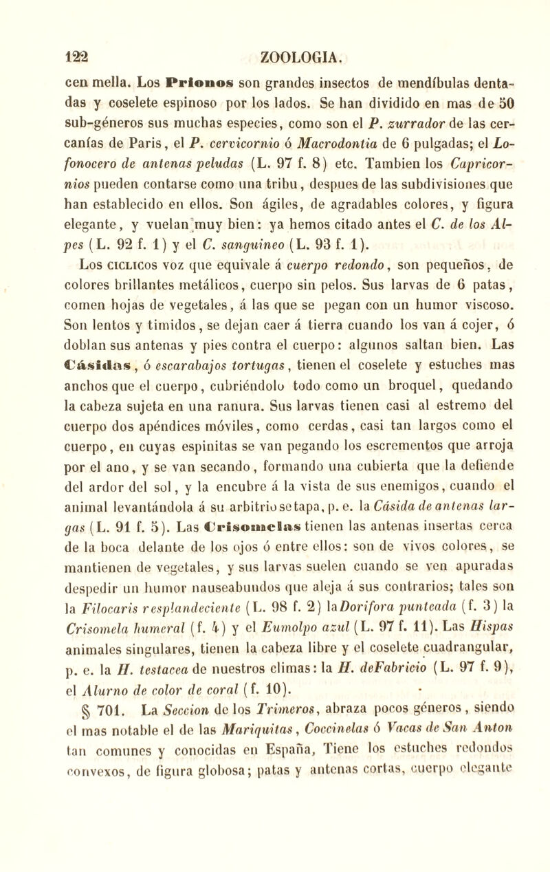 cea mella. Los Prionos son grandes insectos de mendíbulas denta- das y coselete espinoso por los lados. Se han dividido en mas de 50 sub-géneros sus muchas especies, como son el P. zurrador de las cer- canías de Paris, el P. cervicornio ó Macrodontia de 6 pulgadas; el Lo- fonocero de antenas peludas (L. 97 f. 8) etc. También los Capricor- nios pueden contarse como una tribu, después de las subdivisiones que han establecido en ellos. Son ágiles, de agradables colores, y figura elegante, y vuelan muy bien: ya hemos citado antes el C. de los Al- pes (L. 92 f. 1) y el C. sanguíneo (L. 93 f. 1). Los CICLICOS voz que equivale á cuerpo redolido, son pequeños, de colores brillantes metálicos, cuerpo sin pelos. Sus larvas de 6 patas, comen hojas de vegetales, á las que se pegan con un humor viscoso. Son lentos y tímidos, se dejan caer á tierra cuando los van á cojer, ó doblan sus antenas y pies contra el cuerpo: algunos saltan bien. Las Cásidas , ó escarabajos tortugas , tienen el coselete y estuches mas anchos que el cuerpo, cubriéndolo todo como un broquel, quedando la cabeza sujeta en una ranura. Sus larvas tienen casi al estremo del cuerpo dos apéndices móviles, como cerdas, casi tan largos como el cuerpo, en cuyas espinitas se van pegando los escrementos que arroja por el ano, y se van secando, formando una cubierta que la defiende del ardor del sol, y la encubre á la vista de sus enemigos, cuando el animal levantándola á su arbitriosetapa, p. e. la Cásida de antenas lar- gas (L. 91 f. 5). Las Crisouicias tienen las antenas insertas cerca de la boca delante de los ojos ó entre ellos: son de vivos colores, se mantienen de vegetales, y sus larvas suelen cuando se ven apuradas despedir un humor nauseabundos que aleja á sus contrarios; tales son la Filocaris resplandeciente (L. 98 f. 2) la Dorífora punteada (f. 3) la Crisomcla humeral (f. 4) y el Eumolpo azul (L. 97 f. 11). Las Hispas animales singulares, tienen la cabeza libre y el coselete cuadrangular, p. e. la II. testarea de nuestros climas: la H. deFabricio (L. 97 f. 9), el Alurno de color de coral (f. 10). § 701. La Sección de los Trímeros, abraza pocos géneros, siendo el mas notable el de las Mariquitas, Coccinelas ó Vacas de San A nton tan comunes y conocidas en España, Tiene los estuches redondos convexos, de figura globosa; patas y antenas cortas, cuerpo elegante