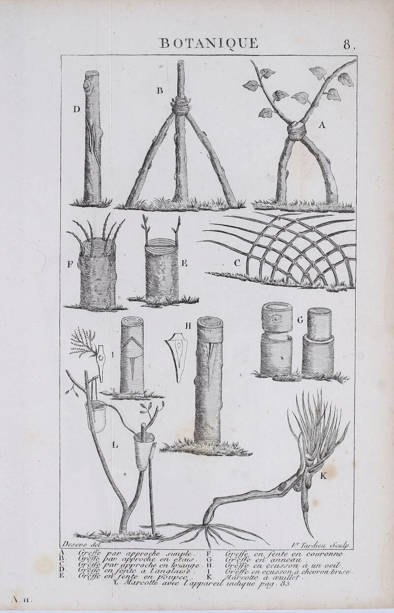 8. BOTANIQUE /Je<* /ti/ VÛ iip/?/'ocAc .t'imp/e . F. ùj'e/fc en /èn/'e en. eonronne 'ipproche en eta(-j' G (ipç/Fe en (tnnemo , approc/te en 6}\ari^e^. 11. (}ref/è en çen^vTo/i et u/i oeiï, ^P'^cUP. ‘^^i/<^nle n (anplnufe ■ 1 Gnenè' e/i cçuj'J'ortà e/ieeron â/’tre^ ''nepe e.neenfe en pi^icpct> ,■ K Pftinceeâtç a eein//et ■ ^ PI,u-eoPe eetree' i appa/'eiF i/iPe^ue pe^ ■ 8â