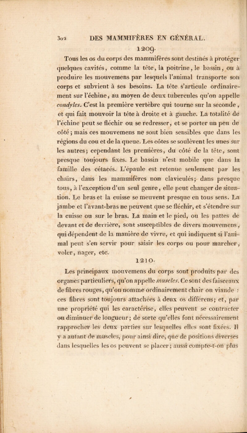 1209- Tous les os du corps des mammifères sont destinés à protéger quelques cavités, comme la tête, la poitrine, le bassin, ou à produire les mouvemens par lesquels ranimai transporte son corps et subvient à ses besoins. La tête s’articule ordinaire- ment sur l’échine, au moyen de deux tubercules qu’on appelle condjles. C’est la première vertèbre qui tourne sur la seconde , et qui fait mouvoir la tête à droite et à gauche. La totalité de l’échine peut se fléchir ou se redresser, et se porter un peu de côté ; mais ces mouvemens ne sont bien sensibles que dans les régions du cou et de la queue. Les côtes se soulèvent les unes sur les autres; cependant les premières, du côté de la tête, sont presque toujours fixes. Le bassin n’est mobile que dans la famille des cétacés. L’épaule est retenue seulement par les chairs, clans les mammifères non claviculés; dans presque tous, à l’exception d’un seul genre, elle peut changer de situa- tion. Le bras et la cuisse se meuvent presque en tous sens. La jambe et l’avant-bras ne peuvent que se fléchir, et s’étendre sur la cuisse ou sur le bras. La main et le pied, ou les pattes de devant et de derrière, sont susceptibles de divers mouvemens, qui dépendent de la manière de vivre, et qui indiquent si l’ani- mal peut s’en servir pour saisir les corps ou pour marcher, voler, nager, etc. 1210- Les principaux mouvemens du corps sont produits par des organes particuliers, qu’on appelle muscles. Ce sont des faisceaux de fibres rouges, qu’on nomme ordinairement chair ou viande : ces fibres sont toujours attachées à deux os différens; et, par une propriété qui les caractérise, elles peuvent, se contracter ou diminuer de longueur; de sorte qu’elles font nécessairement rapprocher les deux parties sur lesquelles elles sont fixées. Il v a autant de muscles, pour ainsi dire, que de positions diverses dans lesquelles les os peuvent se placer; aussi compte-t-on plus