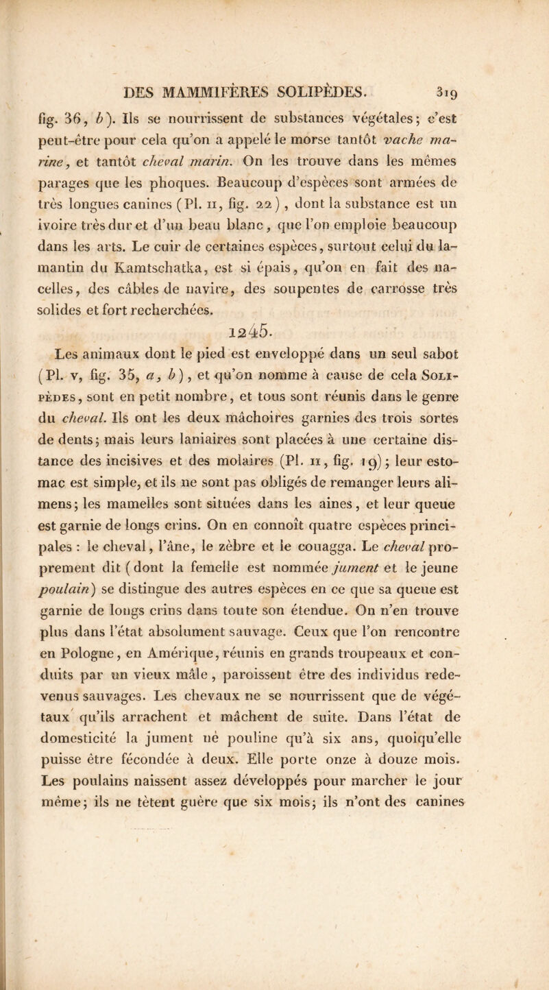 lig. 36, ô). Ils se nourrissent de substances végétales; c’est peut-être pour cela qu’on a appelé le morse tantôt vache ma- rine , et tantôt cheval marin. On les trouve dans les mêmes parages que les phoques. Beaucoup d’espèces sont armées de très longues canines (PL n, fig. 22), dont la substance est un ivoire très dur et d’un beau blanc, que l’on emploie beaucoup dans les arts. Le cuir de certaines espèces, surtout celui du la- mantin du Kamtschatka, est si épais, qu’on en fait des na- celles, des câbles de navire, des soupentes de carrosse très solides et fort recherchées. 1245- Les animaux dont le pied est enveloppé dans un seul sabot (PL v, fig. 35, a, b), et qu’on nomme à cause de cela Soli- pèdes, sont en petit nombre, et tous sont réunis dans le genre du cheval. Ils ont les deux mâchoires garnies des trois sortes de dents; mais leurs laniaires sont placées à une certaine dis- tance des incisives et des molaires (PL 11, fig. 19); leur esto- mac est simple, et ils ne sont pas obligés de remanger leurs ali— mens ; les mamelles sont situées dans les aines, et leur queue est garnie de longs crins. On en connoît quatre espèces princi- pales : le cheval, l’âne, le zèbre et le couagga. Le cheval pro- prement dit (dont la femelle est nommée jument et le jeune poulain) se distingue des autres espèces en ce que sa queue est garnie de longs crins dans toute son étendue. On n’en trouve plus dans l’état absolument sauvage. Ceux que l’on rencontre en Pologne, en Amérique, réunis en grands troupeaux et con- duits par un vieux mâle , paraissent être des individus rede- venus sauvages. Les chevaux ne se nourrissent que de végé- taux qu’ils arrachent et mâchent de suite. Dans l’état de domesticité la jument né pouline qu’à six ans, quoiqu’elle puisse être fécondée à deux. Elle porte onze à douze mois. Les poulains naissent assez développés pour marcher le jour même; ils ne tètent guère que six mois; ils n’ont des canines