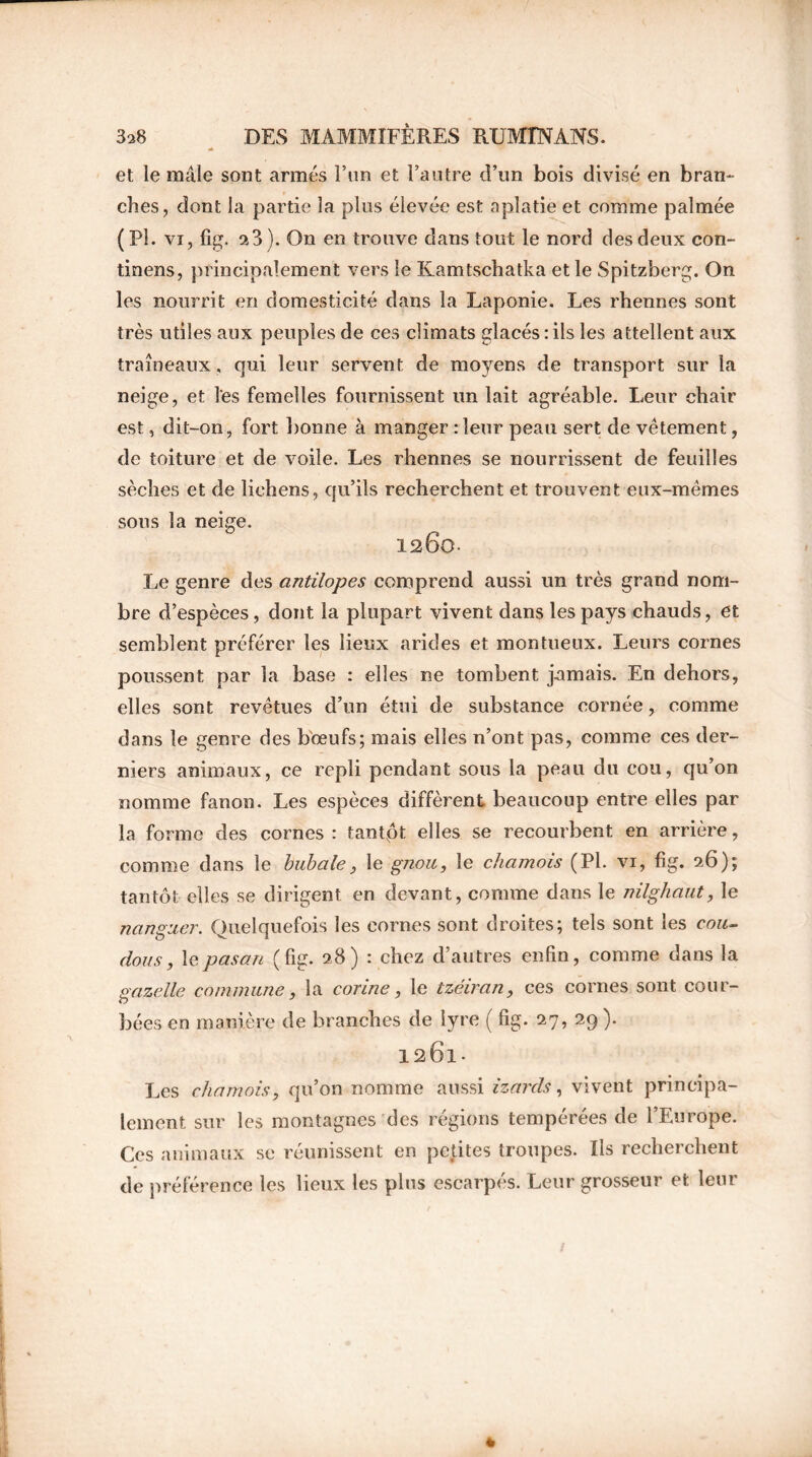 et le mâle sont armés l’un et l’autre d’un bois divisé en bran- ches, dont la partie la plus élevée est aplatie et comme palmée (PL vi, fig. a3). On en trouve dans tout le nord des deux con- tinens, principalement vers le Kamtschatka et le Spitzberg. On les nourrit en domesticité dans la Laponie. Les rhennes sont très utiles aux peuples de ces climats glacés:ils les attellent aux traîneaux, qui leur servent de moyens de transport sur la neige, et l'es femelles fournissent un lait agréable. Leur chair est, dit-on, fort bonne à manger : leur peau sert de vêtement, de toiture et de voile. Les rhennes se nourrissent de feuilles sèches et de lichens, qu’ils recherchent et trouvent eux-mêmes sous la neige. 1260. Le genre des antilopes comprend aussi un très grand nom- bre d’espèces, dont la plupart vivent dans les pays chauds, et semblent préférer les lieux arides et montueux. Leurs cornes poussent par la base : elles ne tombent jamais. En dehors, elles sont revêtues d’un étui de substance cornée, comme dans le genre des bœufs; mais elles n’ont pas, comme ces der- niers animaux, ce repli pendant sous la peau du cou, qu’on nomme fanon. Les espèces diffèrent beaucoup entre elles par la forme des cornes : tantpt elles se recourbent en arrière, comme dans le bubale, le gnou, le chamois (PI. vi, fig. 26); tantôt elles se dirigent en devant, comme dans le nilghaut, le nanguer. Quelquefois les cornes sont droites; tels sont les cou- dons, lepasan (fig. 28) : chez d’autres enfin, comme dans la gazelle commune, la corine, le tzéiran, ces cornes sont cour- <y bées en manière de branches de lyre ( fig. 27, 29 ). 1261- Les chamois, qu’on nomme aussi izards, vivent principa- lement sur les montagnes des régions tempérées de l’Europe. Ces animaux se réunissent en petites troupes. Ils recherchent de préférence les lieux les plus escarpés. Leur grosseur et leur *