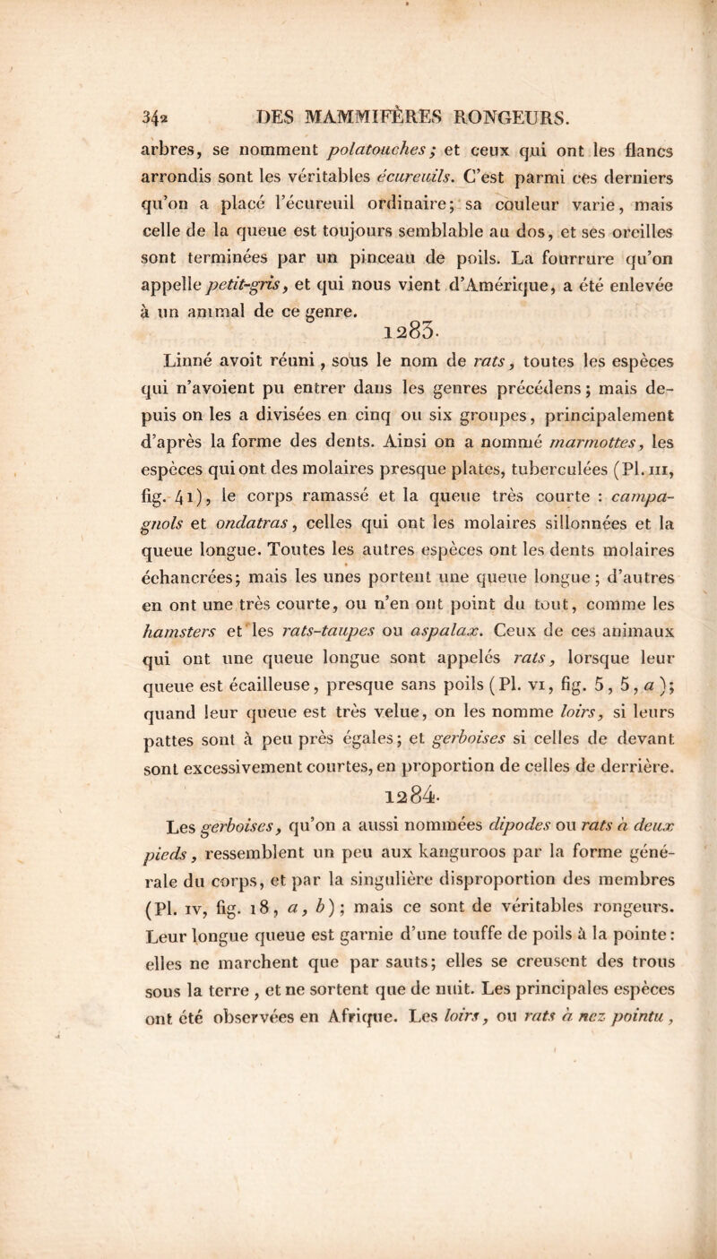 arbres, se nomment polatouches; et ceux qui ont les flancs arrondis sont les véritables écureuils. C’est parmi ces derniers qu’on a placé l’écureuil ordinaire; sa couleur varie, mais celle de la queue est toujours semblable au dos, et ses oreilles sont terminées par un pinceau de poils. La fourrure qu’on appelle petit-gris, et qui nous vient d’Amérique, a été enlevée à un animal de ce genre. 1283. Linné avoit réuni, sous le nom de rats, toutes les espèces qui n’avoient pu entrer dans les genres précédées ; mais de- puis on les a divisées en cinq ou six groupes, principalement d’après la forme des dents. Ainsi on a nommé marmottes, les espèces qui ont des molaires presque plates, tuberculées (Pl. ni, fig. 41), le corps ramassé et la queue très courte : campa- gnols et ondatras, celles qui ont les molaires sillonnées et la queue longue. Toutes les autres espèces ont les dents molaires échancrées; mais les unes portent une queue longue; d’autres en ont une très courte, ou n’en ont point du tout, comme les hamsters et les rats-taupes ou aspalax. Ceux de ces animaux qui ont une queue longue sont appelés rats, lorsque leur queue est écailleuse, presque sans poils (Pl. vi, fig. 5, 5, a ); quand leur queue est très velue, on les nomme loirs, si leurs pattes sont à peu près égales; et gerboises si celles de devant sont excessivement courtes, en proportion de celles de derrière. 1284 Les gerboises, qu’on a aussi nommées dipodes ou rats à deux pieds, ressemblent un peu aux kanguroos par la forme géné- rale du corps, et par la singulière disproportion des membres (Pl. iv, fig. 18, a, b)\ mais ce sont de véritables rongeurs. Leur longue queue est garnie d’une touffe de poils à la pointe : elles ne marchent que par sauts; elles se creusent des trous sous la terre , et ne sortent que de nuit. Les principales espèces ont été observées en Afrique. Les loirs , on rats a nez pointu,