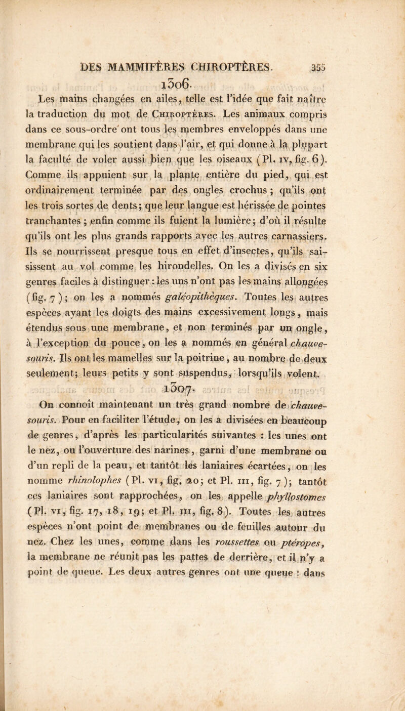 l5o6- Les mains changées en ailes, telle est l’idée que fait naître la traduction du mot de Chiroptères. Les animaux compris dans ce sous-ordre ont tous les membres enveloppés dans une membrane qui les soutient dans l’air, et qui donne à la plupart la faculté de voler aussi bien que les oiseaux (Pl. iv, fig. 6). A/ Comme ils appuient sur la plante entière du pied, qui est ordinairement terminée par des ongles crochus ; qu’ils ont les trois sortes de dents; que leur langue est hérissée de pointes tranchantes ; enfin comme ils fuient la lumière; d’où il résulte qu’ils ont les plus grands rapports avec les autres carnassiers. Ils se nourrissent presque tous en effet d’insectes, qu’ils sai- sissent au vol comme les hirondelles. On les a divisés en six genres faciles à distinguer : les uns n’ont pas les mains allongées ( fig. 7 ) ; on les a nommés galéopithèques. Toutes les autres espèces ayant les doigts des mains excessivement longs, mais étendus sous une membrane, et non terminés par un ongle, à l’exception du pouce, on les a nommés en général chauve- souris. Ils ont les mamelles sur la poitrine, au nombre de deux seulement; leurs petits y sont suspendus, lorsqu’ils volent. i ooy« ? On connoît maintenant un très grand nombre Ae chauve- souris. Pour en faciliter l’étude, on les a divisées en beaucoup de genres, d’après les particularités suivantes : les unes ont le nez, ou l’ouverture des narines, garni d’une membrane ou d’un repli de la peau, et tantôt les laniaires écartées, on les nomme rhinolophes (Pl. vi, fig, 20; et Pl. ni, fig. 7 )• tantôt ces laniaires sont rapprochées, on les appelle phyllostomes (PJ. vi, fig. 17, 18, 19; et Pl. m, fig. 8). Toutes les autres espèces 11’ont point de membranes ou de feuilles autour du nez. Chez les unes, comme dans les roussettes ou ptéropes, la membrane ne réunit pas les pattes de derrière, et il n’y a point de queue. Les deux autres genres ont une queue : dans