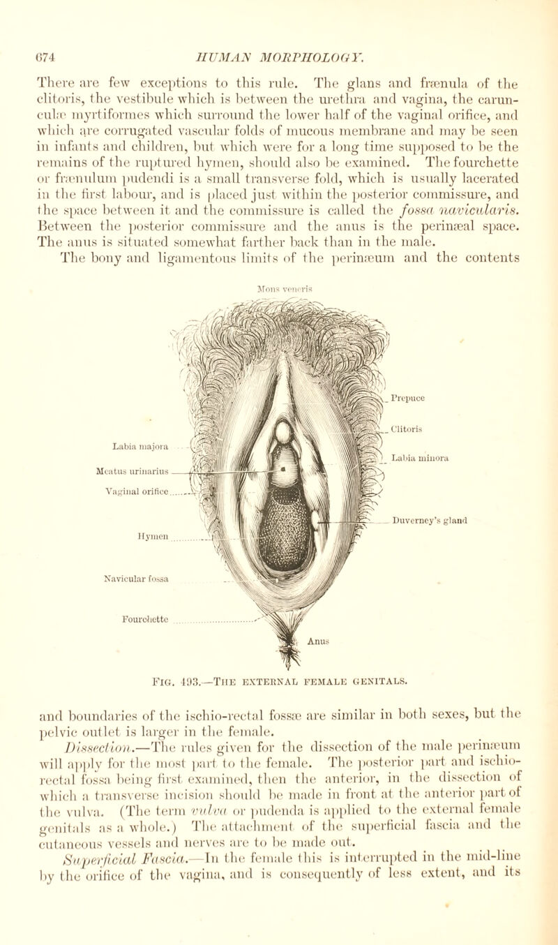 There are few exceptions to this rule. The glans anrl fraenula of the clitoris, the vestibule which is between the urethra and vagina, the carun- cuhr myrtiformes which surround the lower half of the vaginal orifice, and which are corrugated vascular folds of mucous membrane and may be seen in infants and children, but which were for a long time supposed to be the remains of the ruptured hymen, should also be examined. The fourchette or fnonulum pudendi is a small transverse fold, which is usually lacerated in the first labour, and is placed just within the posterior commissure, and the space between it and the commissure is called the fossa navicularis. Between the posterior commissure and the anus is the perimeal space. The anus is situated somewhat farther back than in the male. The bony and ligamentous limits of the perinseum and the contents Fig. 493.—The external female genitals. and boundaries of the ischio-rectal fossa3 are similar in both sexes, but the pelvic outlet is larger in the female. Dissection.—The rules given for the dissection of the male perinrcum will applv for the most part to the female. The posterior part and ischio¬ rectal fossa being first examined, then the anterior, in the dissection of which a transverse incision should be made in front at the anterior part of tlie vulva. (The term vulva or pudenda is applied to the external female genitals as a whole.) The attachment of the superficial fascia and the cutaneous vessels and nerves are to be made out. Superficial Fascia.—In the female this is interrupted in the mid-line by the orifice of the vagina, and is consequently of less extent, and its