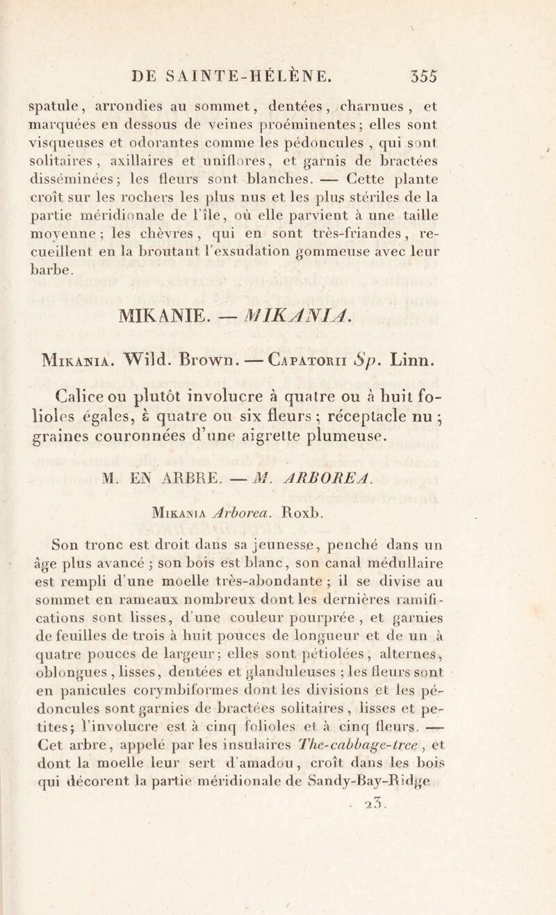 spatule, arrondies au sommet, dentées , charnues , et marquées en dessous de veines proéminentes ; elles sont visqueuses et odorantes comme les pédoncules , qui sont solitaires, axillaires et uniflores, et garnis de bractées disséminées; les Heurs sont blanches. — Cette plante croît sur les rochers les plus nus et les plus stériles de la partie méridionale de l’île, où elle parvient à une taille moyenne ; les chèvres, qui en sont très-friandes, re- cueillent en la broutant l’exsudation gommeuse avec leur barbe. MIRA NIE. — M IRAN IA. Mikatïiâ. Wiîd. Brown. — Capatorii Sp. Linn. Calice on plutôt involucre à quatre ou à huit fo- lioles égales, s quatre ou six fleurs ; réceptacle nu \ graines couronnées d’une aigrette plumeuse. M. EN ARBRE. — M. ARBORE A. Mikanta Arboreci. Roxb. Son tronc est droit dans sa jeunesse, penché dans un âge plus avancé ; son bois est blanc, son canal médullaire est rempli d’une moelle très-abondante ; il se divise au sommet en rameaux nombreux dont les dernières ramifi- cations sont lisses, d’une couleur pourprée , et garnies de feuilles de trois à huit pouces de longueur et de un à quatre pouces de largeur; elles sont pétiolées, alternes, oblongues , lisses, dentées et glanduleuses ; les fleurs sont en panicules corymbiformes dont les divisions et les pé- doncules sont garnies de bractées solitaires , lisses et pe- tites; l’involucre est à cinq folioles et à cinq fleurs. —- Cet arbre, appelé parles insulaires The-cabbage-lree, et dont la moelle leur sert d’amadou, croît dans les bois qui décorent la partie méridionale de Sandy-Bay-Ridge 23 .