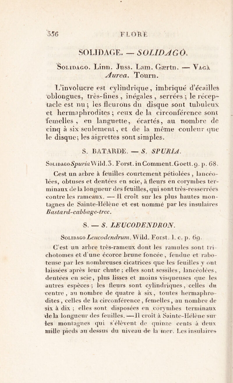 SOUDAGE, — SOLIDAGO. Solidago. Linn. Juss. Lam. G'ærtn. — Vagi Aurea. Tourn. L’involucre est cylindrique, imbriqué d’écailles 'oblongues, très-fines , inégales , serrées ; le récep- tacle est nu 5 les fleurons du disque sont tubuleux et hermaphrodites ; ceux de la circonférence sont femelles , en languette, écartés, au nombre de cinq à six seulement, et de la meme couleur que le disque; les aigrettes sont simples. S. BATARDE. — S. SP U RI A. SonDAGoApwrA/VV iid.5. Forst. in Gomment.Goett .9. p. 68. Cest un arbre à feuilles courtement pétiolées , lancéo- lées, obtuses et dentées en scie, à fleurs en corymbes ter- minaux de la longueur des feuilles, qui sont très-resserrées contre les rameaux. —- 11 croît sur les plus hautes mon- tagnes de Sainte-Hélène et est nommé par les insulaires B asta rd-cabbage-tree. S. — S. LEUCODENDRON. SolidagoLeucodcndrum. Wild. Forst. 1. c. p. 69. G est un arbre très-rameux dont les ramilles sont tri- chotomes et d’une écorce brune foncée , fendue et rabo- teuse par les nombreuses cicatrices que les feuilles y ont laissées après leur chute ; elles sont sessiles, lancéolées, dentées en scie, plus lisses et moins visqueuses que les autres espèces ; les fleurs sont cylindriques , celles du centre, au nombre de quatre à six, toutes hermaphro- dites , celles de la circonférence, femelles, au nombre de six à dix ; elles sont disposées en corymbes terminaux delà longueur des feuilles. —Il croît à Sainte-Hélène sur les montagnes qui s’él évent de quinze cents à deux mille pieds au dessus du niveau de la mer. Les insulaires