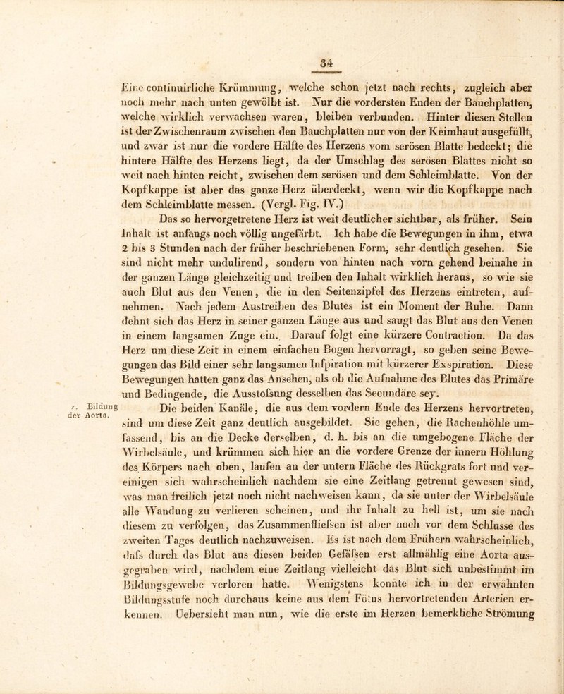 34 9 \ •> Eire continuirliche Krümmung, welche schon jetzt nach rechts, zugleich aber noch mehr nach unten gewölbt ist. Nur die vordersten Enden der Bauchplatten, welche wirklich verwachsen waren, bleiben verbunden. Hinter diesen Stellen ist der Zwischenraum zwischen den Bauchplatten nur von der Keimhaut ausgefüllt, und zwar ist nur die vordere Hälfte des Herzens vom serösen Blatte bedeckt; die hintere Hälfte des Herzens liegt, da der Umschlag des serösen Blattes nicht so weit nach hinten reicht, zwischen dem serösen und dem Schleimblatte. Von der Kopfkappe ist aber das ganze Herz überdeckt, wenn wir die Kopf kappe nach dem Schleimblatte messen. (Vergl. Fig. IV.) Das so hervorgetretene Flerz ist weit deutlicher sichtbar, als früher. Sein Inhalt ist anfangs noch völlig ungefärbt. Ich habe die Bewegungen in ihm, etwa 2 bis 3 Stunden nach der früher beschriebenen Form, sehr deutlich gesehen. Sie sind nicht mehr undulirend, sondern von hinten nach vorn gehend beinahe in der ganzen Länge gleichzeitig und treiben den Inhalt wirklich heraus, so wie sie auch Blut aus den Venen, die in den Seitenzipfel des Herzens eintreten, auf- nehmen. Nach jedem Austreiben des Blutes ist ein Moment der Ruhe. Dann dehnt sich das Herz in seiner ganzen Länge aus und saugt das Blut aus den Venen in einem langsamen Zuge ein., Darauf folgt eine kürzere Contraction. Da das Herz um diese Zeit in einem einfachen Bogen hervorragt, so geben seine Bewe- gungen das Bild einer sehr langsamen Infpiration mit kürzerer Exspiration. Diese Bewegungen hatten ganz das Ansehen, als ob die Aufnahme des Blutes das Primäre und Bedingende, die Ausstofsung desselben das Secundäre sey. r- BlIdlmS Die beiden Kanäle, die aus dem vordem Ende des Herzens hervortreten, ier Aorta. . _. , 7 sind um diese Zeit ganz deutlich ausgebildet. Sie gehen, die Rachenhöhle um- fassend, bis an die Decke derselben, d. h. bis an die umgebogene Fläche der Wirbelsäule, und krümmen sich hier an die vordere Grenze der innern Höhlung des Körpers nach oben, laufen an der untern Fläche des Rückgrats fort und ver- einigen sich wahrscheinlich nachdem sie eine Zeitlang getrennt gewesen sind, was man freilich jetzt noch nicht nach weisen kann, da sie unter der Wirbelsäule alle Wandung zu verlieren scheinen, und ihr Inhalt zu hell ist, um sie nach diesem zu verfolgen, das Zusammenflüssen ist aber noch vor dem Schlüsse des zweiten Tages deutlich nachzuweisen. Es ist nach dem Frühem wahrscheinlich, dafs durch das Blut aus diesen beiden Gefäfsen erst allmählig eine Aorta aus- gegraben wird, nachdem eine Zeitlang vielleicht das Blut sich unbestimmt im BildunLrsLrewel)e verloren hatte. Wenigstens konnte ich in der erwähnten o o ° * Bildungsstufe noch durchaus keine aus dem Fötus hervortretenden Arterien er- kennen. Uebersieht man nun, wie die erste im Herzen bemerkliche Strömung