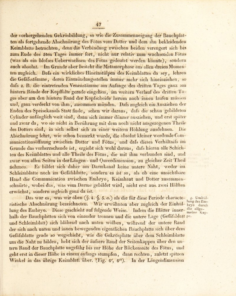 der vorhergehenden Gekrösbildung , so wie die Zusammenneigung der Bauchplat- ten als fortgehende Abschnürung des Fötus vom Dotter und dem ihn bekleidenden Keimblatte betrachten, denn die Verbindung zwischen beiden verengert sich bis zum Ende des 5ten Tages immer fort, nicht nur relativ zum wachsenden Fötus (was als ein blofses Ueberwachsen des Fötus gedeutet werden könnte) , sondern auch absolut. Im Grunde aber besteht die Metamorphose aus allen dreien Momen- ten zugleich. Dafs ein wirkliches Hineinstülpen des Keimblattes da sey, lehren die Gefafsstämine, deren Einmündungsstellen immer mehr sich hineinziehen, so dafs z. B. die eintretenden Venenstämme am Anfänge des dritten Tages ganz am hintern Hände der Kopffalte gerade eingelien, im weitern Verlauf des dritten I n- ges aber um den hintern Rand der Köpfscheide herum nach innen laufen müssen und, ganz verdeckt von ihm, zusammen münden. Dafs zugleich ein Ausziehen der Enden des Speisekanals Statt finde, sehen wir daraus, dafs die schon gebildeten C} linder anfänglich weit sind, dann sich immer dünner ausziehen, und erst später und zwar da, wo sie nicht in Berührung mit dem noch nicht ausgezogenen Theile des Dotters sind, in sich selbst sich zu einer weitern Höhlung ausdehnen. Die Abschnürung lehrt, wie schon bemerkt wurde, die absolut kleiner werdende Com- municationsöffnung zwischen Dotter und Fötus, und dafs dieses Verhältnis im Grunde das vorherrschende ist, ergiebt sich wohl daraus, dafs hieran alle Schich- ten des Keimblattes und alle Theile des Fötus, die mit ihm verbunden sind, und zwar von allen Seiten in der Längen - und Oueerdimension, zu gleicher Zeit Theii nehmen. Es bildet sich daher am Darmkanal keine untere Naht, weder im Schleimblatte noch im Gefafsblatte, sondern es ist so, als ob eine unsichtbare Hand die Communication zwischen Embryo, Keimhaut und Dotter zusammen- schnürte, wobei das, was vom Darme gebildet wird, nicht erst aus. zwei Hälften erwächst , sondern sogleich ganz da ist. Das war es, was wir oben (§. 4. §. 5. «.) als die für diese Periode cliaracte- g ^ 11 k 77 £y ristische Abschnürung bezeichneten. Wir erwähnten aber zugleich der Einhiii- bry jung des Embryo. Diese geschieht auf folgende Weise. Indem die Blätter inner- halb der Bauchplatten sieh von einander trennen und die untere Lage (GefafsblaU P° und Schleimblatt) sich blähend nach unten wölben, während der untere Rand der sich nach unten und innen bewegenden eigentlichen Bauchplatte sich über dem Gefafsblatte grade so wegschiebt, wie die Gekrösplatte über dem Schleimblatte um die Naht zu bilden, hebt sich der äufsere Rand der Seitenkappen über den un- tern Rand der Bauchplatte ungefähr bis zur Höhe der Rückensaite des Fötus, und geht erst in dieser Höhe in einem anfangs stumpfen, dann rechten, zuletzt spitzen Winkel in das übrige Keimblatt über. (Fig. 6', 6). In der Längendimension me^