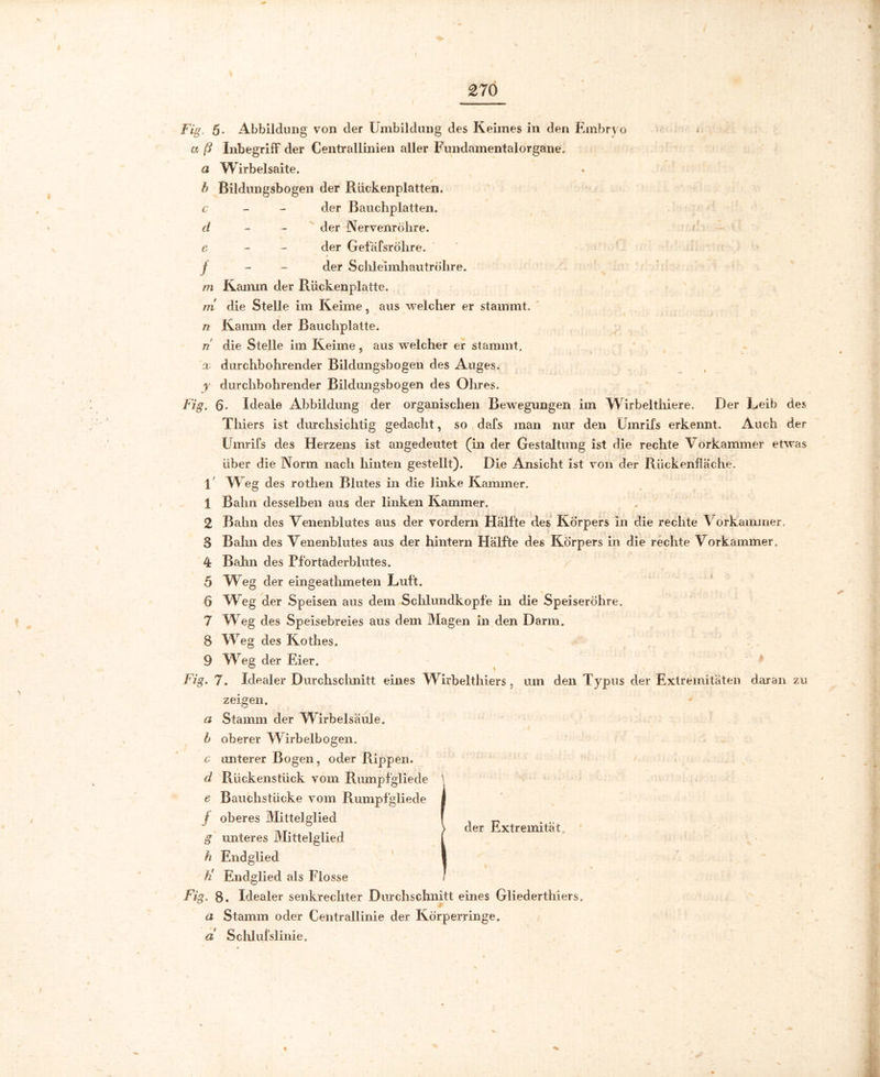 * £70 Fig. 5* Abbildung von der Umbildung des Keimes in den Embryo * a ß Inbegriff der Centrallinien aller Fundamentalorgane. a Wirbelsaite. b Bildungsbogen der Rückenplatten. c- der Bauchplatten. d der Nervenröhre. e der Gefäfsrohre. f der Sclileimhautröhre. m Kamm der Rückenplatte. m die Stelle im Keime, aus welcher er stammt. n Kamm der Bauchplatte. /7 die Stelle im Keime, aus welcher er stammt. x durchbohrender Bildungsbogen des Auges. y durchbohrender Bildmigsbogen des Olires. Fig. 6* Ideale Abbildung der organischen Bewegungen im Wirbeltiiiere. Der Leib des Thiers ist durchsichtig gedacht, so dafs man nur den Umrifs erkennt. Auch der Umrifs des Herzens ist angedeutet (in der Gestaltung ist die rechte Vorkammer etwas über die Norm nach hinten gestellt). Die Ansicht ist von der Rückenfläche. 1 Weg des rothen Blutes in die linke Kammer. 1 Balm desselben aus der linken Kammer. 2 Bahn des Venenblutes aus der vordem Hälfte des Körpers in die rechte Vorkammer. 3 Balm des Venenblutes aus der hintern Hälfte des Körpers in die rechte Vorkammer. 4 Bahn des Pfortaderblutes. 5 Weg der eingeathmeten Luft. 6 Weg der Speisen aus dem Schlundkopfe in die Speiseröhre. 7 Weg des Speisebreies aus dem Magen in den Darm. 8 Weg des Kothes, 9 Weg der Eier. Fig. 7. Idealer Durchschnitt eines Wirbelthiers, um den Typus der Extremitäten daran zu zeigen. a Stamm der Wirbelsäule. b oberer Wirbelbogen. c unterer Bogen, oder Rippen. d Rückenstück vom Rmnpfgliede e Bauchstücke vom Rmnpfgliede j oberes Mittelglied S unteres Mittelglied h Endglied hr Endglied als Flosse der Extremität Fig, 8. Idealer senkrechter Durchschnitt eines Gliederthiers. a Stamm oder Centrallinie der Körperringe. d Schlufslinie,