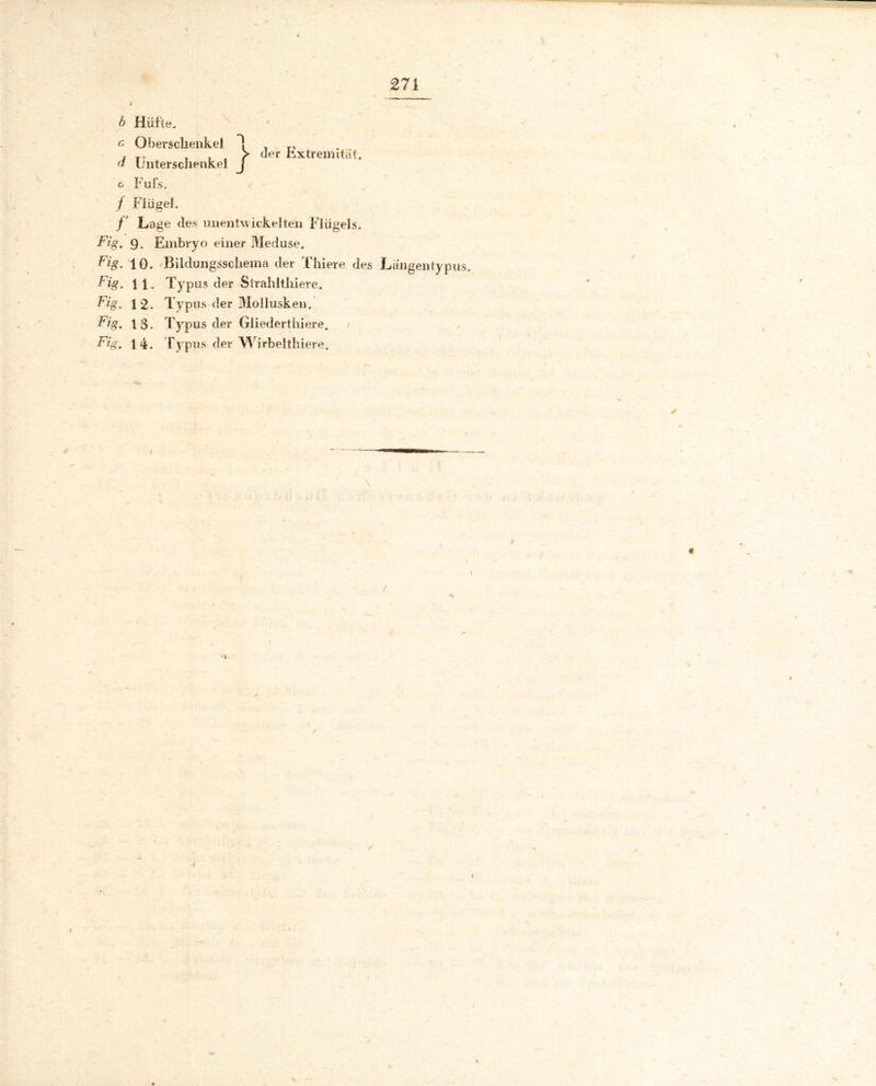b Hütte. c Oberschenkel d Unterschenkel ^ Fufs. / der Extremität. / Flügel. f Lage des unentwickelten Flügels. Fig. 9. Embryo einer Meduse. Fig. 10. Bildungsschema der Tliiere des Längentypus. Fig. l 1. Typus der Strahltliiere. Fig. 12. Typus der Mollusken. Fig. 1 3. Typus der Giiederthiere. Fig. 14. Typus der Wirbelthiere. \ # >