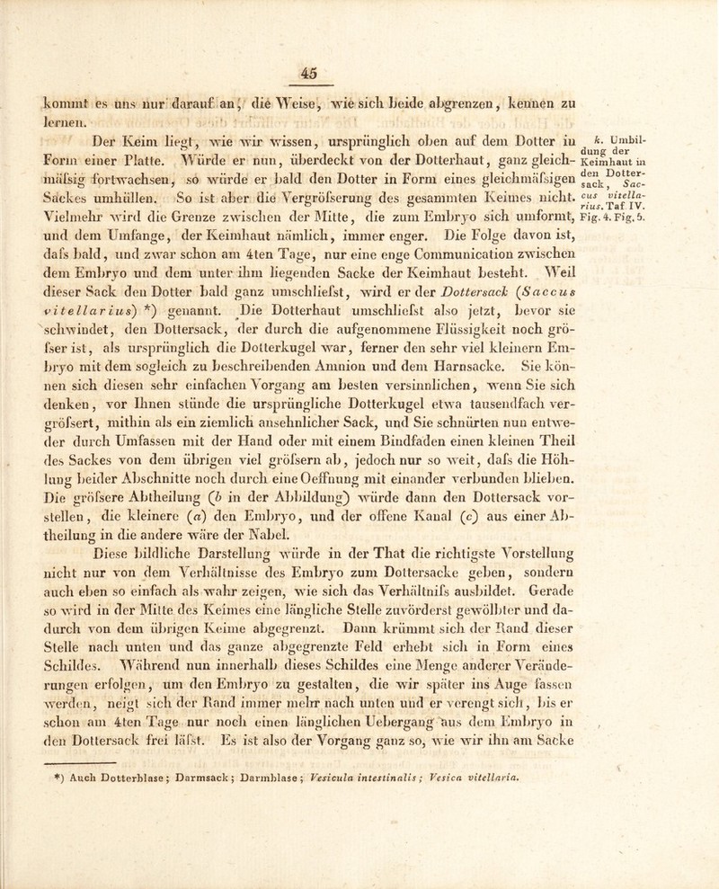 kommt es uns nur darauf an, die Weise, wie sich Beide abgrenzen, kennen zu lernen. 5 Der Keim liegt, wie wir wissen, ursprünglich oben auf dem Doller in Form einer Platte. Würde er nun, überdeckt von der Dotterliaut, ganz gleich- mäfsig fortwaehseo, so würde er bald den Dotter in Form eines gleichmäfsigen Sackes umhüllen. So ist aber die Yergröfserung des gesammten Keimes nicht. Vielmehr wird die Grenze zwischen der Mitte, die zum Embryo sich umformt, und dem Umfange, der Keimhaut nämlich, immer enger. Die Folge davon ist, dafs bald, und zwar schon am 4ten Tage, nur eine enge Communication zwischen dem Embryo und dem unter ihm liegenden Sacke der Keimhaut besteht. Weil dieser Sack den Dotter bald ganz umschliefst, wird er der Dottersctcl (Saccus vit ella r Lus) *) genannt. Die Dotterhaut umschliefst also jetzt, bevor sie schwindet, den Dottersack, der durch die aufgenommene Flüssigkeit noch grö- fser ist, als ursprünglich die Dotterkugel war, ferner den sehr viel kleinern Em- bryo mit dem sogleich zu beschreibenden Amnion und dem Harnsacke. Sie kön- nen sich diesen sehr einfachen Vorgang am besten versinnlichen, wenn Sie sich denken, vor Ihnen stünde die ursprüngliche Dotterkugel etwa tausendfach ver- gröfsert, mithin als ein ziemlich ansehnlicher Sack, und Sie schnürten nun entwe- der durch Umfassen mit der Hand oder mit einem Bindfaden einen kleinen Theil des Sackes von dem übrigen viel gröfsern ab, jedoch nur so wreit, dafs die Höh- lung beider Abschnitte noch durch eineOeffnung mit einander verbunden blieben. Die gröfsere Abtheilung (b in der Abbildung) wriirde dann den Dottersack vor- steilen, die kleinere («) den Embryo, und der offene Kanal (c) aus einer Ab- theilung in die andere wäre der Kabel. Diese bildliche Darstellung vriirde in der That die richtigste Vorstellung nicht nur von dem Verhältnisse des Embryo zum Dottersacke geben, sondern auch eben so einfach als wahr zeigen, wie sich das Verhältnifs ausbildet. Gerade so wird in der Mitte des Keimes eine längliche Stelle zuvörderst gewölbter und da- durch von dem übrigen Keime abgegrenzt. Dann krümmt sich der Rand dieser Stelle nach unten und das ganze abgegrenzte Feld erhebt sich in Form eines Schild es. Während nun innerhalb dieses Schildes eine Menge anderer Verände- rungen erfolgen, um den Embryo zu gestalten, die wir später ins Auge fassen werden, neigt sich der Piand immer mehr nach unten und er verengt sich, bis er schon am 4ten Tage nur noch einen länglichen Uebergang aus dem Embryo in den Dottersack frei läfst. Es ist also der Vorgang ganz so, wie wir ihn am Sacke k. Umbil- dung der Keimhaut in den Dotter- sack, Sac- cus vitella- rius. Taf IV. Fig. 4. Fig. 5. *) Auch Dotterblase ; Darmsack; Darmblase; Vesicula intestinalis; Vesica vitellaria.
