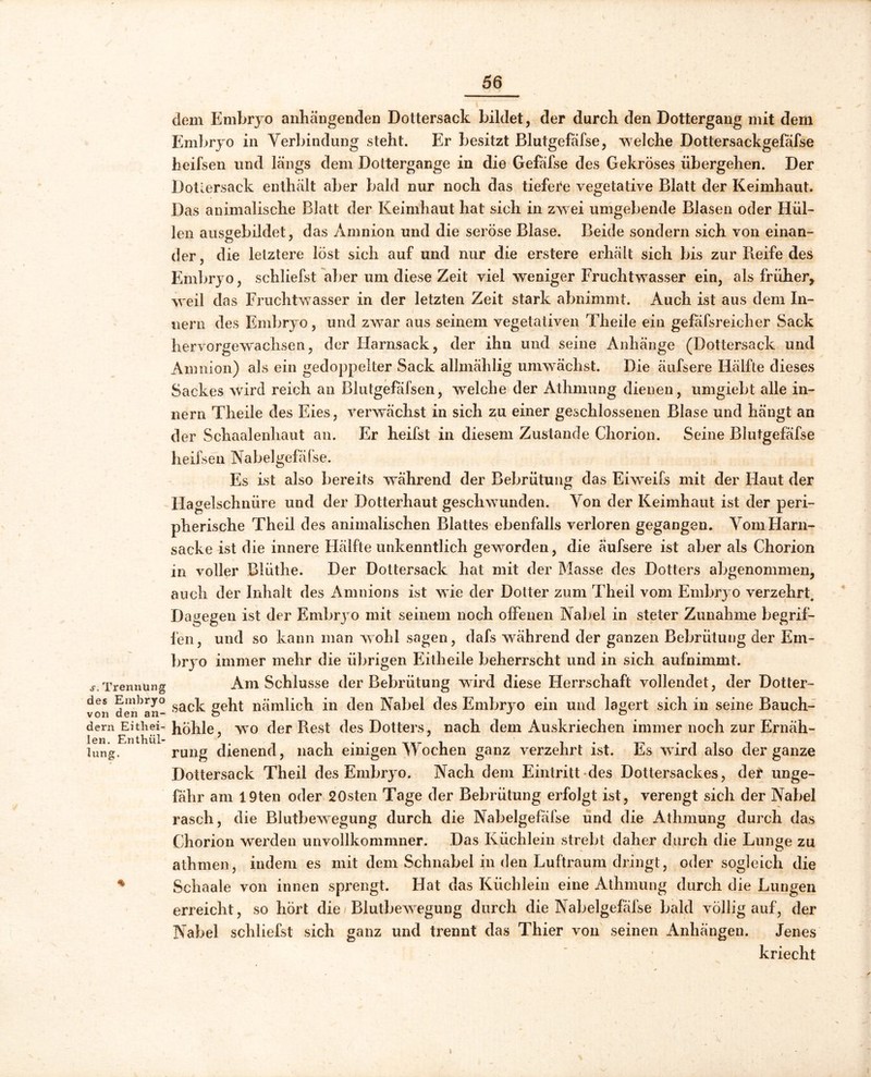dem Embryo anhängenden Dottersack bildet, der durch den Dottergang mit dem Embryo in Verbindung steht. Er besitzt Blutgefäfse, welche Dottersackgefafse heifsen und längs dem Dottergange in die Gefäfse des Gekröses übergehen. Der Dotlersack enthält aber bald nur noch das tiefere vegetative Blatt der Keimhaut. Das animalische Blatt der Keimhaut hat sich in zwei umgebende Blasen oder Hül- len ausgebildet, das Amnion und die seröse Blase. Beide sondern sich von einan- der , die letztere löst sich auf und nur die erstere erhält sich bis zur Reife des Embryo, schliefst aber um diese Zeit viel weniger Fruchtwasser ein, als früher, weil das Fruchtwasser in der letzten Zeit stark abnimmt. Auch ist aus dem In- nern des Embryo, und zwar aus seinem vegetativen Theile ein gefafsreicher Sack hervorgewachsen, der Harnsack, der ihn und seine Anhänge (Dottersack und Amnion) als ein gedoppelter Sack allmählig umwächst. Die äufsere Hälfte dieses Sackes wird reich an Blutgefäfsen, welche der Athmung dienen, umgiebt alle in~ nern Theile des Eies, verwächst in sich zu einer geschlossenen Blase und hängt an der Schaalenhaut an. Er heifst in diesem Zustande Chorion. Seine Blutgefäfse heifsen Nabelgefäfse. Es ist also bereits während der Bebrütung das Eiweifs mit der Haut der Hagelschnüre und der Dotterhaut geschwunden. Von der Keimhaut ist der peri- pherische Theil des animalischen Blattes ebenfalls verloren gegangen. Vom Harn- sacke ist die innere Hälfte unkenntlich geworden, die äufsere ist aber als Chorion in voller Blüthe. Der Dottersack hat mit der Masse des Dotters abgenommen, auch der Inhalt des Amnions ist wie der Dotter zum Theil vom Embryo verzehrt. Dagegen ist der Embryo mit seinem noch olfenen Nabel in steter Zunahme begrif- fen, und so kann man wohl sagen, dafs während der ganzen Bebrütung der Em- bryo immer mehr die übrigen Eitheile beherrscht und in sich aufnimmt. sTrennung Am Schlüsse der Bebrütung wird diese Herrschaft vollendet, der Dotter- von den an- sac^ ge^t nämlich in den Nabel des Embryo ein und lagert sich in seine Bauch- dem Eithei- hohle, wTo der Rest des Dotters, nach dem Auskriechen immer noch zur Ernäh- lung. rung dienend, nach einigen Wochen ganz verzehrt ist. Es wird also der ganze Dottersack Theil des Embryo. Nach dem Eintritt des Dottersackes, der unge- fähr am 19ten oder 20sten Tage der Bebrütung erfolgt ist, verengt sich der Nabel rasch, die Blutbewegung durch die Nabelgefäfse und die Athmung durch das Chorion werden unvollkommner. Das Küchlein strebt daher durch die Lunge zu athmen, indem es mit dem Schnabel in den Luftraum dringt, oder sogleich die * Schaale von innen sprengt. Hat das Küchlein eine Athmung durch die Lungen erreicht, so hört die Blutbewregung durch die Nabelgefäfse bald völlig auf, der Nabel schliefst sich ganz und trennt das Thier von seinen Anhängen. Jenes kriecht i