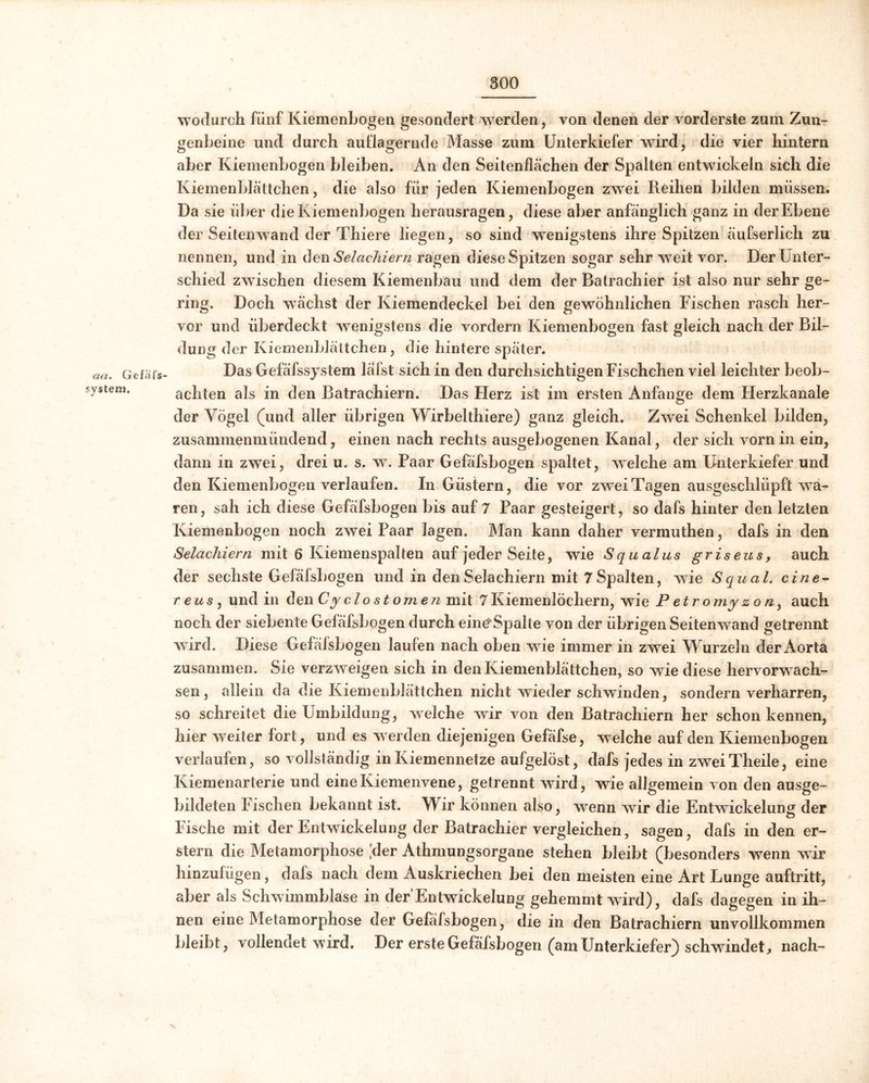 aa. Gefafs System, wodurch fünf Kiemenbogen gesondert werden, von denen der vorderste zum Zun- genbeine und durch auflagernde Masse zum Unterkiefer wird, die vier hintern aber Kiemenbogen bleiben. An den Seitenflächen der Spalten entwickeln sich die Kiemenblättchen, die also für jeden Kiemenbogen zwei Reihen bilden müssen. Da sie über die Kiemenbogen herausragen, diese aber anfänglich ganz in der Ebene der Seitenwand der Thiere liegen, so sind wenigstens ihre Spitzen äufserlich zu nennen, und in den Selachiern ragen diese Spitzen sogar sehr weit vor. Der Unter- schied zwischen diesem Kiemenbau und dem der Batrachier ist also nur sehr ge- ring. Doch wächst der Kiemendeckel bei den gewöhnlichen Fischen rasch her- vor und überdeckt wenigstens die vordem Kiemenbogen fast gleich nach der Bil- dung der Kiemenblättchen, die hintere später. Das Gefäfssystem läfst sich in den durchsichtigen Fischchen viel leichter beob- achten als in den Batrachiern. Das Herz ist im ersten Anfänge dem Herzkanale der Vögel (und aller übrigen Wirbelthiere) ganz gleich. Zwei Schenkel bilden, zusammenmündend, einen nach rechts ausgebogenen Kanal, der sich vorn in ein, dann in zwei, drei u. s. w. Paar Gefäfsbogen spaltet, welche am Unterkiefer und den Kiemenbogen verlaufen. In Güstern, die vor zwei Tagen ausgeschlüpft wa- ren, sah ich diese Gefäfsbogen bis auf 7 Paar gesteigert, so dafs hinter den letzten Kiemenbogen noch zwei Paar lagen. Man kann daher vermuthen, dafs in den Selachiern mit 6 Kiemenspalten auf jeder Seite, wie Squalus griseus, auch der sechste Gefäfsbogen und in den Selachiern mit 7 Spalten, wie Squal. eine~ r eus, und in den Cy clostomen mit 7 Kiemenlöchern, wie P etromyzo n9 auch noch der siebente Gefäfsbogen durch ein^Spalte von der übrigen Seitenwand getrennt wird. Diese Gefäfsbogen laufen nach oben wie immer in zwei Wurzeln der Aorta zusammen. Sie verzweigen sich in den Kiemenblättchen, so wie diese hervorwach- sen, allein da die Kiemenblättchen nicht wieder schwinden, sondern verharren, so schreitet die Umbildung, welche wir von den Batrachiern her schon kennen, hier weiter fort, und es werden diejenigen Gefäfse, welche auf den Kiemenbogen verlaufen, so vollständig in Kiemennetze aufgelöst, dafs jedes in zwei Theile, eine Kiemenarterie und eine Kiemenvene, getrennt wird, wie allgemein von den ausge- bildeten Fischen bekannt ist. Wir können also, wenn wir die Entwickelung der Fische mit der Entwickelung der Batrachier vergleichen, sagen, dafs in den er- stem die Metamorphose [der Athmungsorgane stehen bleibt (besonders wenn wir hinzufügen, dafs nach dem Auskriechen bei den meisten eine Art Lunge auftritt, aber als Schwimmblase in der Entwickelung gehemmt wird), dafs dagegen in ih- nen eine Metamorphose der Gefäfsbogen, die in den Batrachiern unvollkommen bleibt, vollendet wird. Der erste Gefäfsbogen (am Unterkiefer) schwindet, nach-