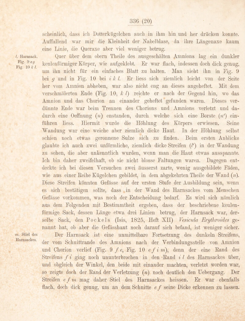 /. Harnsack, Fig. 9 eg Fig. 10 k l. m. Stiel des Harnsackes. sclieiniicli, dass icli Dotterkiigelclieu auch in ihm hin und her drücken konnte. Auffallend war mir die Kleinheit der Nahelhlase, da ihre Langenaxe kaum eine Linie, die Queraxe aber viel weniger betrug. Quer über dem obern Tlieile des ausgeschälten Amnions lag ein dunkler keulenförmiger Körper, wie aufgeklebt. Er war flach, indessen doch dick genug, um ihn nicht für ein einfaches Blatt zu halten. Man sieht ihn in Eig. 9 bei g und in Fig. 10 bei i k l. Er liess sich ziemlich leicht von der Seite her vom Amnion abheben, war also nicht eng an dieses angeheftet. Mit dem verschmälerten Ende (Fig. 10, k l) reichte er nach der Gegend hin, wo das Amnion und das Chorion an einander geheftet gefunden waren. Dieses ver- dünnte Ende war beim Trennen des Cliorions und Amnions verletzt und da- durch eine Oeflnung (?^) enstanden, durch welche sich eine Borste (n^) ein- führen liess. Hiermit ivurde die Höhlung des Körpers erwiesen. Seine Wandung war eine weiche aber ziemlich dicke Haut. In der Höhlung selbst schien noch etwas geronnene Sülze sich zu finden. Beim ersten Anblicke glaubte ich auch zwei unförmliche, ziemlich dicke Streifen (/') in derWanduug zu sehen, die aber unkenntlich wurden, wenn man die Haut etwms ausspannte. Ich bin daher zweifelhaft, ob sie nicht blosse Faltungen waren. Dagegen ent- deckte ich bei diesen Versuchen zwei äusserst zarte, wenig ausgebildete Fäden, wie aus einer Eeihe Kügelchen gebildet, in dem abgekehrten Theile der Wand (n). Diese Streifen könnten Gefässe auf der ersten Stufe der Ausbildung sein, wenn es sich bestätigen sollte, dass in der Wand des Harnsackes vom Menschen Gefässe Vorkommen, was noch der Entscheidung bedarf. Es wird sich nämlich aus dem Folgenden mit Bestimmtheit ergeben, dass der beschriebene keulen- förmige Sack, dessen Länge etwa drei Linien betrug, der Harnsack war, der- selbe Sack, den Fock eis (Isis, 1825, Heft XII) Vesicula Erythroides ge- nannt hat, ob aber die Gefässhaut noch darauf sich befand, ist weniger sicher. Der Harnsack ist eine unmittelbare Fortsetzung des dunkeln Streifens, der vom Schnittrande des Amnions nach der Verbindungsstelle von Amnion und Chorion verlief (Fig. 9 /c, Fig. 10 e f i denn der eine Eand des Streifens / i ging noch ununterbrochen in den ^Eand i l des Harnsackes über, und obgleich der Winkel, den beide mit einander machten, verletzt worden wmr, so zeigte doch der Eand der Verletzung (n) noch deutlich den Uebergang. Der Streifen e fm mag daher Stiel des Hariisackes heissen. Er war ebenfalls flach, doch dick genug, um an dem Schnitte e f seine Dicke erkennen zu lassen.