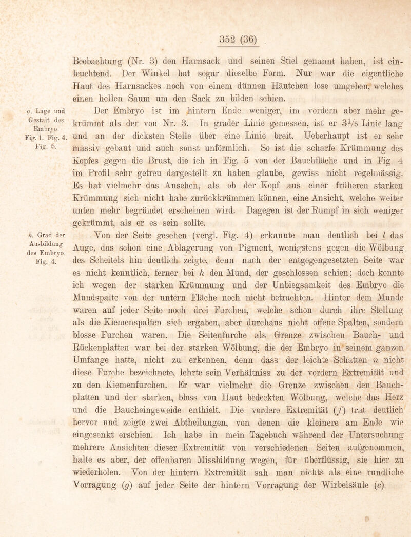 rj. Lage und Gestalt des Embryo Fig*. 1. Fig. 4. Fig. 5. h. Grad der Ausbildung des Embryo. Fig. 4. BeobacMmig (Nr. 3) den Harnsack nnd seinen Stiel genannt haben, ist ein- leuchtend. Der Winkel hat sogar dieselbe Form. Nur war die eigentliche Haut des Harnsackes noch von einem dünnen Häutchen lose umgeben,^ welches einen hellen Saum um den Sack zu bilden schien. Der Embryo ist im hintern Ende weniger, im vordem aber mehr ge- krümmt als der von Nr. 3. In grader Linie gemessen, ist er 3V5 Linie lang und an. der dicksten Stelle über eine Linie breit. TJeberliaupt ist er sehr massiv gebaut und auch sonst unförmlich. So ist die scharfe Krümmung des Kopfes gegen die Brust, die ich in Fig. 5 von der Bauchüäche und in Fig 4 im Profil sehr getreu dargestellt zu haben glaube, gewiss nicht regelmässig. Es hat vielmehr das Ansehen, als ob der Kopf aus einer früheren starken Krümmung sich nicht habe zurückkrümmen können, eine Ansicht, welche weiter unten mehr begründet erscheinen wird. Dagegen ist der Eumpf in sich weniger gekrümmt, als er es sein sollte. Von der Seite gesehen (vergl. Fig. 4) erkannte man deutlich bei J das Auge^ das schon eine Ablagerung von Pigment, wenigstens gegen die Wölbung, des Scheitels hin deutlich zeigte, denn nach der entgegengesetzten Seite war es nicht kenntlich, ferner bei h den Mund, der geschlossen schien; doch konnte ich wegen der starken Krümmung und der Unbiegsamkeit des Embryo die Mundspalte von der untern Fläche noch nicht betrachten. Hinter dem Munde waren auf jeder Seite noch drei Furchen, welche schon durch ihre Stellung als die Kiemen spalten sich ergaben, aber durchaus nicht offene Spalten, sondern blosse Furchen waren. Die Seitenfurche als Grrenze zwischen Bauch- und Eückenplatten war bei der starken Wölbung, die der Embryo in seinem ganzen Umfange hatte, nicht zu erkennen, denn dass der leichte Schatten n nicht diese Furche bezeichnete, lehrte sein Yerhältniss zu der vordem Extremität und zu den Kiemenfurchen. Er war vielmehr die Grenze zwischen den Bauch- platten und der starken, bloss von Haut bedeckten Wölbung, welche das Herz und die Baucheingeweide enthielt. Die vordere Extremität (/) trat (i entlieh hervor und zeigte zwei Abtheilungen, von denen die kleinere am Ende wie eingesenkt erschien. Ich habe in mein Tagebuch während der Untersuchung mehrere Ansichten dieser Extremität von verschiedenen Seiten aufgenommeip halte es aber, der offenbaren Missbildung wegen, für überflüssig, sie hier zu wiederholen. Von der hintern Extremität sah man nichts als eine rundliche Vorragung (g) auf jeder Seite der hintern Vorragung der Wirbelsäule (c).