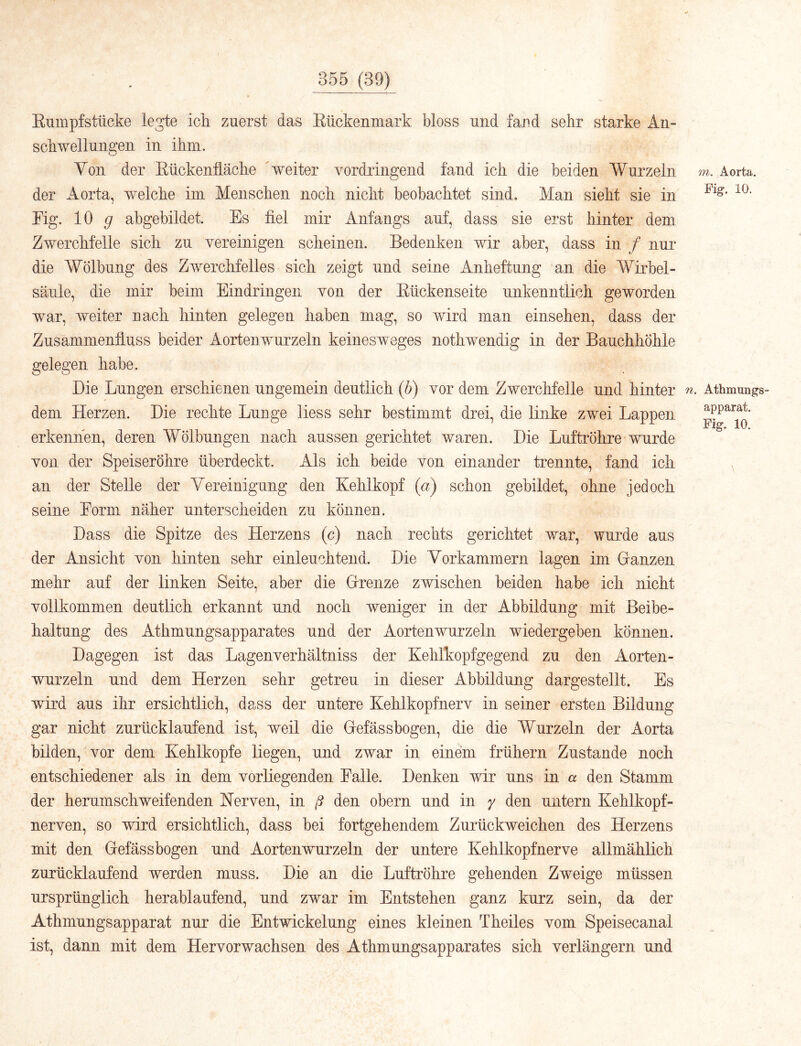 Enmpfstücke legte ick zuerst das Eückenmark bloss und fand sehr starke Aii- schwelluiigen in ihm. Yon der Eückenfläche 'weiter vordringend fand ich die beiden Wurzeln der Aorta, welche im Menschen noch nicht beobachtet sind. Man sieht sie in Fig. 10 g abgebildet. Es fiel mir Anfangs auf, dass sie erst hinter dem Zwerchfelle sich zu vereinigen scheinen. Bedenken wir aber, dass in / nur die Wölbung des Zwerchfelles sich zeigt und seine Anheftung an die Wirbel- säule, die mir beim Eindringen von der Eückenseite unkenntlich geworden war, weiter nach hinten gelegen haben mag, so wird man einsehen, dass der Zusammenfiuss beider Aortenwurzeln keinesweges nothwendig in der Bauchhöhle gelegen habe. Die Lungen erschienen ungemein deutlich [b) vor dem Zwerclifelle und hinter dem Herzen. Die rechte Lunge liess sehr bestimmt drei, die linke zwei Lappen erkennen, deren Wölbungen nach aussen gerichtet waren. Die Luftröhre wurde von der Speiseröhre überdeckt. Als ich beide von einander trennte, fand ich an der Stelle der Vereinigung den Kehlkopf (a) schon gebildet, ohne jedoch seine Form näher unterscheiden zu können. ’ Dass die Spitze des Herzens (c) nach rechts gerichtet war, wurde aus der Ansicht von hinten sehr einleuchtend. Die Vorkammern lagen im Granzen mehr auf der linken Seite, aber die Grenze zwischen beiden habe ich nicht vollkommen deutlich erkannt und noch weniger in der Abbildung mit Beibe- haltung des Athmungsapparates und der Aortenwurzeln wiedergeben können. Dagegen ist das Lagenverhältniss der Kehlkopfgegend zu den Aorten- wurzeln und dem Herzen sehr getreu in dieser Abbildung dargestellt. Es wird aus ihr ersichtlich, dass der untere Kehlkopfnerv in seiner ersten Bildung gar nicht zurücklaufend ist, weil die Gefässbogen, die die Wurzeln der Aorta bilden, vor dem Kehlkopfe liegen, und zwar in einem frühem Zustande noch entschiedener als in dem vorliegenden Falle. Denken wir uns in a den Stamm der herumschweifenden Nerven, in ß den obern und in y den untern Kehlkopf- nerven, so wird ersichtlich, dass bei fortgehendem Zurückweichen des Herzens mit den Gefässbogen und Aortenwoirzeln der untere Kehlkopfnerve allmählich zurücklaufend werden muss. Die an die Luftröhre gehenden Zweige müssen ursprünglich herablaufend, und zwar im Entstehen ganz kurz sein, da der Athmungsapparat nur die Entwdckelung eines kleinen Theiles vom Speisecanal ist, dann mit dem Hervorwachsen des Athmungsapparates sich verlängern und m. Aorta. Fig. 10. . Athmungs- apparat. Fig. 10.