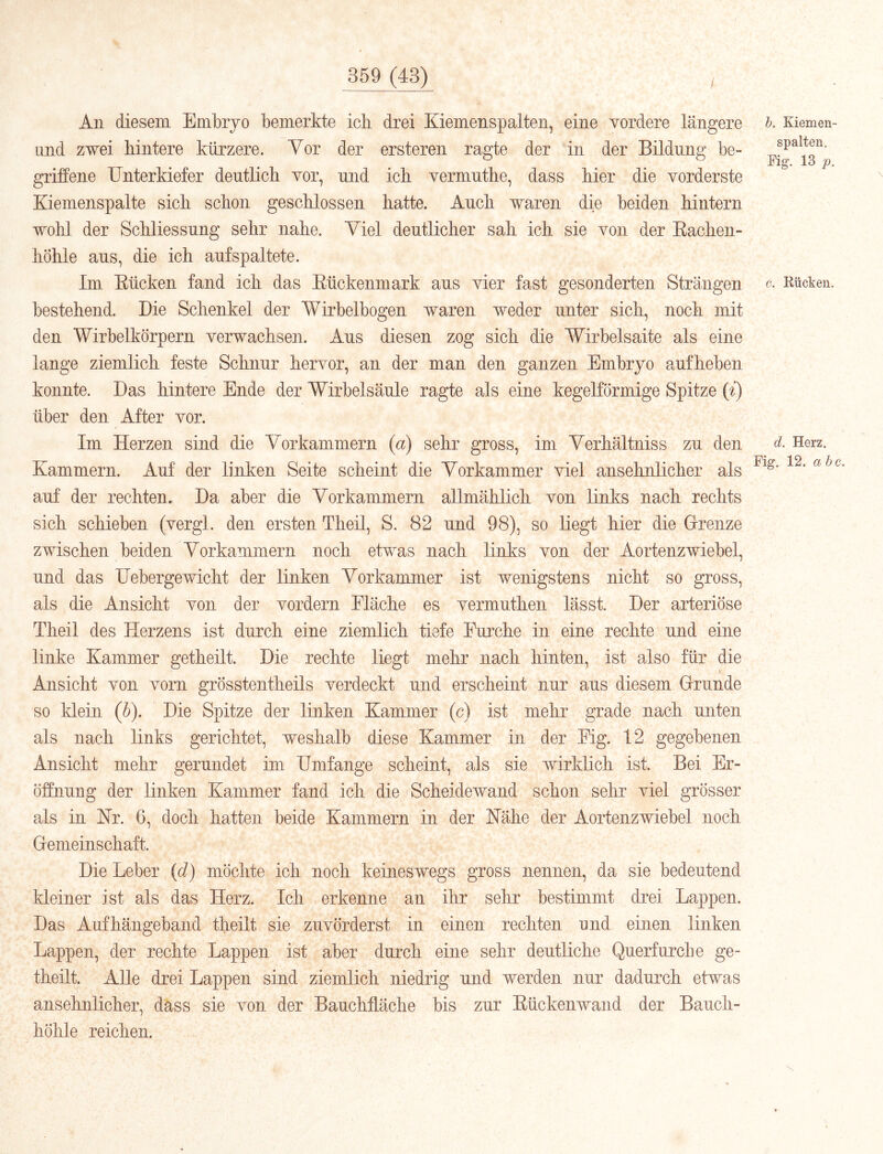 All diesem Embryo bemerkte icli drei Kiemenspalten, eine vordere längere Lind zwei hintere kürzere. Vor der ersteren ragte der in der Bildung be- griffene Unterkiefer deutlich vor, und ich vermuthe, dass hier die vorderste Kiemenspalte sich schon geschlossen hatte. Auch waren die beiden hintern wohl der Schliessung sehr nahe. Viel deutlicher sah ich sie von der Eachen- höhle aus, die ich auf spaltete. Im Eücken fand ich das Eückenmark aus vier fast gesonderten Strängen bestehend. Die Schenkel der Wirbelbogen waren weder unter sich, noch mit den Wirbelkörpern verwachsen. Aus diesen zog sich die Wirbelsaite als eine lange ziemlich feste Schnur hervor, an der man den ganzen Embryo aufheben konnte. Das hintere Ende der Wirbelsäule ragte als eine kegelförmige Spitze (i) über den After vor. / Im Herzen sind die Yorkammern {a) sehr gross, im Verhältniss zu den Kammern. Auf der linken Seite scheint die Vorkammer viel ansehnlicher als auf der rechten. Da aber die Vorkammern allmählich von links nach rechts sich schieben (vergl. den ersten Theil, S. 82 und 98), so liegt hier die Grenze zwischen beiden Vorkammern noch etwas nach links von der Aortenzwiebel, und das Uebergewicht der linken Vorkammer ist wenigstens nicht so gross, als die Ansicht von der vordem Fläche es vermuthen lässt. Der arteriöse Theil des Herzens ist durch eine ziemlich tiefe Furche in eine rechte und eine linke Kammer getheilt. Die rechte liegt mehr nach hinten, ist also für die Ansicht von vorn grösstentheils verdeckt und erscheint nur aus diesem Grunde so klein (h). Die Spitze der linken Kammer (c) ist mehr grade nach unten als nach links gerichtet, weshalb diese Kammer in der Fig. 12 gegebenen Ansicht mehr gerundet im Umfange scheint, als sie wirklich ist. Bei Er- öffnung der linken Kammer fand ich die 'Scheidewand schon sehr viel grösser als in Nr. 6, doch hatten beide Kammern in der Nähe der Aortenzwiebel noch Gemeinschaft. Die Leber {d) möchte ich noch keineswegs gross nennen, da sie bedeutend kleiner ist als das Herz. Ich erkenne an ihr sehr bestimmt drei Lappen. Das Aufhängeband theilt sie zuvörderst in einen rechten und einen linken Lappen, der rechte Lappen ist aber durch eine sehr deutliche Querfurche ge- theilt. Alle drei Lappen sind ziemlich niedrig und werden nur dadurch etwas ansehnlicher, dass sie von der Bauchfläche bis zur Eückenwand der Bauch- höhle reichen. h. Kiemen- spalten. Fig’. 13 p. c. Kücken. d. Herz. Fig. 12. ahc.