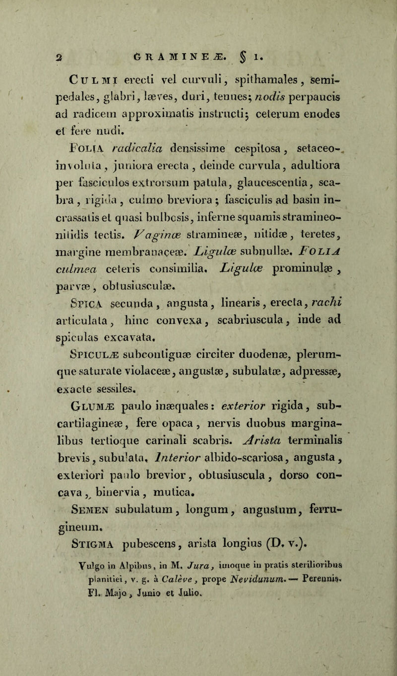 Culmi eredi vel curvuli, spithamales, semi- pedales, glabri, laeves, duri, tenues; nodis perpaucis ad radicem approximalis instructi; ceterum enodes et fere nudi. Folia radi calici densissime cespilosa, setaceo- involula, juniora erecta , deinde curvula, adultiora per fasciculos extrorsum patula, glaueescenlia, sca- bra , rigida , culmo breviora ; fasciculis ad basin in- crassatis et quasi bulbcsis, inferne squamis stramineo- niiidis tectis. Vaginae stramineae, nitidae, teretes, margine membranaceae. Ligulae subnulla?, Folia culme a ceteris consimilia. Ligulae prominulge , parvae, oblusiusculae. SpiCA secunda, angusta, linearis, erecta, rachi articulata, hinc convexa, scabriuscula, inde ad spiculas excavata. Spiculas subconliguae circiter duodenae, plerum- que saturate violaceae, angustae, subulatae, adpressae, exacte sessiles, Glum^i paulo inaequales: exterior rigida, sub- cartiiagineae, fere opaca, nervis duobus margina- libus terlioque carinali scabris. Arista terminalis brevis, subulata. Interior albido-scariosa, angusta, exteriori paulo brevior, obtusiuscula, dorso con- cava binervia, mutica. Semen subulatum, longum, angustum, ferru- gineum. Stigma pubescens, arista longius (D. v.). Vulgo in Alpibus, in M. Jura, imoque in pratis sterilioribus planitiei, v. g, a Cale ve , prope Nevidunum* — Perennis. EI. Majo, Junio et Julio,