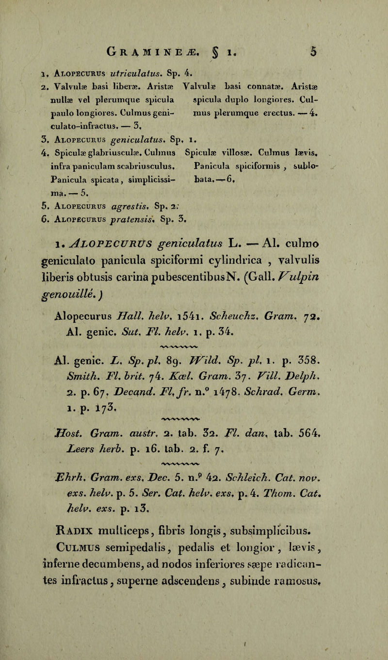 а, Alopecurus utriculatus. Sp. 4. 2. Valvulae basi liberae. Aristae Valvulae basi conuatae. Aristae nullae vel plerumque spicula spicula duplo longiores. Cul- paulo longiores. Culmus geni- xnus plerumque erectus. — 4» culato-infractus. — 3, 3. Alopecurus geniculatus. Sp, i. 4. Spiculae glabriusculae. Culmus Spiculae villosae. Culmus laevis, infra paniculam scabriusculus. Panicula spiciformis , sublo- Panicula spicata, siinplicissi- bata, —6, ma. — 5. 5. Alopecurus agrestis, Sp, 2: б. Alopecurus pratensis« Sp. 3. i* Alopecurus geniculatus L. — AI. culmo geniculato panicula spiciformi cylindrica , valvulis liberis obtusis carina pubescentibusN. (Gall. Kulpin genouille.) Alopecurus Hali. helv, i54i. Scheuchz, Gram. 72. Al. genic. Sut, FI. helv. 1, p. 34. AI. genic. L, Sp.pl. 89. TVild. Sp. pl, 1. p. 358. Smith. FI. brit. 74. Kcel. Gram. . Vili. Delph. 2. p. 67, Decand. Fl.fr. n.Q 1478. Schrad, Germ. 1. p. 173. 'W'W'W^/V Host. Gram. austr, 2. tab. 32. FI. dan, tab. 564, Leers herb. p. 16. lab. 2. f. 7. Fhrh. Gram. exs, J)ec. 5. n.p 42. Schleich. Gat. nov. exs. helv. p. 5. Ser. Cat. helv. cxs, p. 4. Thom. Cat. ejr.s. p. i3. Radix multieeps, fibris longis, subsimplicibus. Culmus semipedalis, pedalis et longior, laevis, inferne decumbens, ad nodos inferiores saepe radican- tes infractus, superne adscendens, subinde ramosus.