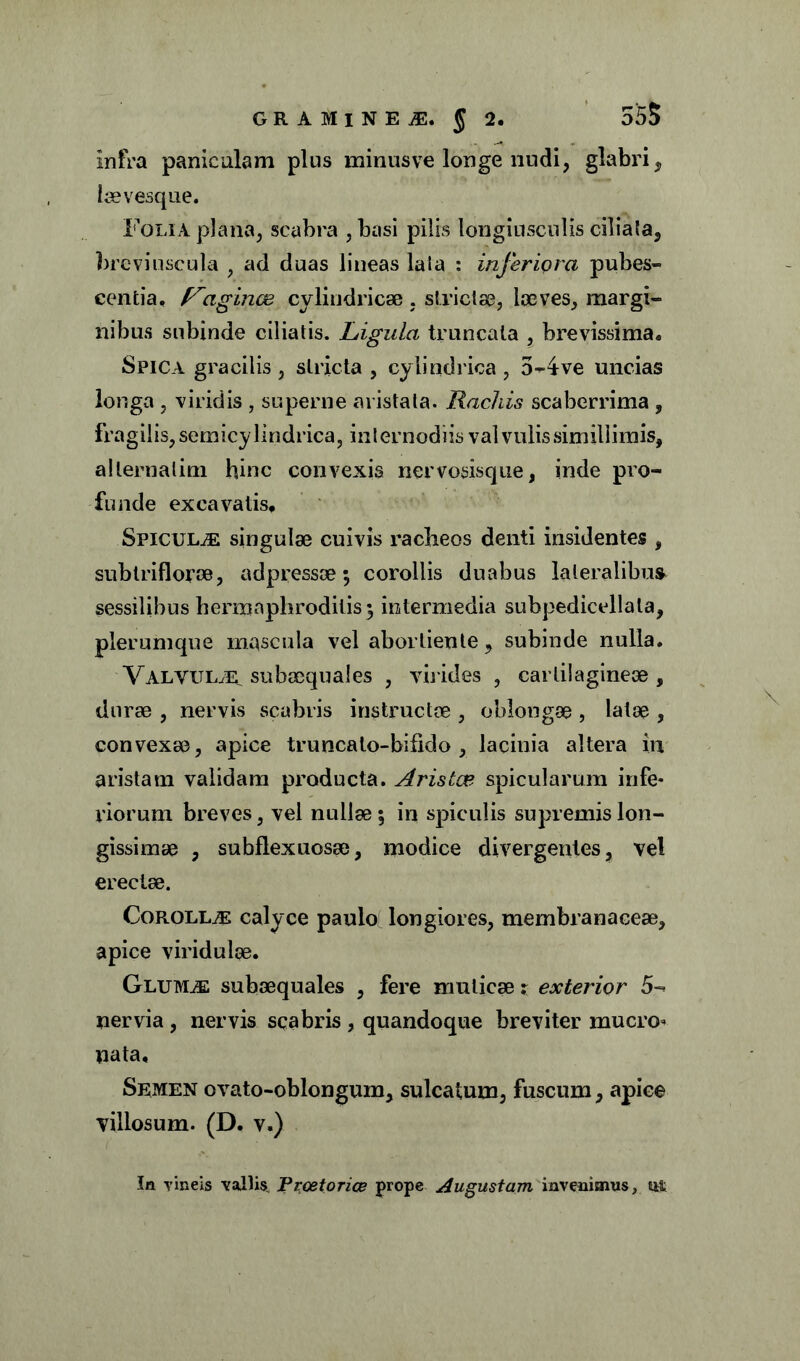 GRAMINEA. § 2. 555 infra paniculam plus minusve longe nudi, glabri, leevesque. Folia plana, scabra , basi pilis longiusculis ciliata, breviuscula , ad duas lineas laia : inferiora pubes- centia, Piginae cylindricae , strictae, laeves, margi- nibus subinde ciliatis. Ligula truncata , brevissima. Spica gracilis , stricta , cylindrica , 5-4ve uncias longa , viridis , superne aristata. Radiis scaberrima , fragilis, semicylindrica, internodiis valvulis simillimis, allernatim hinc convexis nervosisque, inde pro- funde excavatis. Spicula singulae cuivis racheos denti insidentes , subtriflorae, ad pressae; corollis duabus lateralibus sessilibus hermaphroditis$ intermedia subpedicellala, plerumque mascula vel abortiente, subinde nulla. Valvulae subaequ ales , virides, cartilagineae, durae , nervis scabris instructae , oblongae , latae , convexae, apice truncato-bifido , lacinia altera in aristam validam producta. Aristae spicularam infe- riorum breves, vel nullae; in spiculis supremis lon- gissimae , subflexuosae, modice divergentes, vel erectae. Corolla calyce paulo longiores, membranaceae, apice viridulae. Glumae subaequales , fere muticae j exterior 5^ nervia , nervis scabris , quandoque breviter mucro- nata. Semen ovato-oblongum, sulcatum, fuscum, apice villosum. (D. v.) In vineis vallis. Prcetorice prope Augustam invenimus, ut