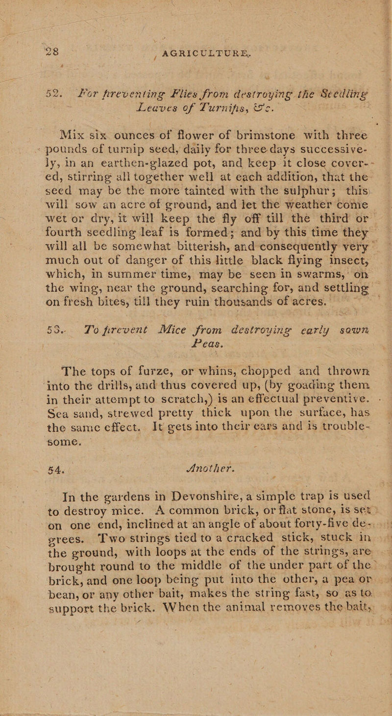 52. For preventing Flies from sssrroipende the sarap: Leaves of Turnifis, &amp;c. ly, in an earthen-glazed pot, and keep it close cover- ed, Stirring all together well at each addition, that the? seed may be the more tainted with the sulphur; this: will sow an acre of ground, and let the weather come fourth seedling leaf is formed; and by this time they — will all be somewhat bitterish, and consequently very much out of danger of this little black fying insect, which, in summer time, may be seen in swarms,’ on the wing, near the ground, searching for, and settling | on fresh bites, till they ruin oe of acres. 53.- To prevent Mice From deatioyine oy SQW Peas. The tops of furze, or whins, chopped and thrown ‘into the drills, and thus covered up, (by goading them in their attempt to scratch,) is an effectual preventive. Sea sand, strewed pretty thick upon the surface, has the samc effect. It gets into their ears and 1s trouble- some. Bag &amp; Another. e In the gardens in Devonshire, a simple trap is used to destroy mice. A common brick, or flat stone, is set) grees. Two strings tied to a cracked stick, stuck in the ground, with loops at the ends of the strings, are brought round to the middle of the under part of the’ bean, or any other bait, makes the string fast, so as to support the br ick: When the animal removes the bait,
