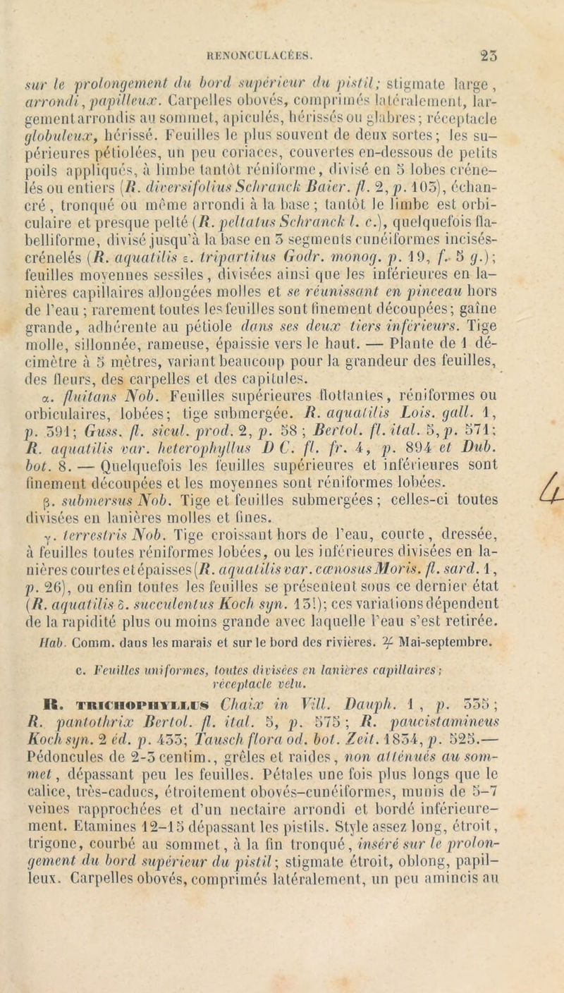 sur le prolongement du bord supérieur du pistil; stigmate large, arrondi, papilleux. Carpelles obovés, comprimés latéralement, lar- gement arrondis au sommet, apiculés, hérisses ou glabres; réceptacle globuleux, hérissé. Feuilles le plus souvent de deux sortes; les su- périeures pétiolées, un peu coriaces, couvertes en-dessous de petits poils appliqués, à limbe tantôt réniforme, divisé en 5 lobes créne- lés ou entiers [Iî. diversifoliusSchranck Baicr. fl. 2, p. 105), éclian- cré, tronqué ou même arrondi à la base; tantôt Je limbe est orbi- culaire et presque pelté (R. pcltatus Schranck l. c.), quelquefois fla- belliforme, divisé jusqu’à la base en 5 segments cunéiformes incisés- crénelés (R. aquatilis e. tripartitus Godr. monog. p. 19, f. 5 g.)\ feuilles moyennes sessiles, divisées ainsi que les inférieures en la- nières capillaires allongées molles et se réunissant en pinceau hors de l’eau ; rarement toutes les feuilles sont finement découpées; gaine grande, adhérente au pétiole dans ses deux tiers inférieurs. Tige molle, sillonnée, rameuse, épaissie vers le haut. — Plante de 1 dé- cimètre à 5 mètres, variant beaucoup pour la grandeur des feuilles, des lleurs, des carpelles et des capitules. a. fluitans Nob. Feuilles supérieures flottantes, réniformes ou orbiculaires, lobées; tige submergée. R. aquatilis Lois, g ait. 1, p. 591; Guss. fl. sicul. prod. 2, p. 58 ; Bertol. fl. ital. 5,]?. 571; R. aquatilis var. heterophyüus DC. fl. fr. 4, p. 894 et Dub. bot. 8. — Quelquefois les feuilles supérieures et inférieures sont finement découpées et les moyennes sont réniformes lobées. ji. submer sus Nob. Tige et feuilles submergées; celles-ci toutes divisées en lanières molles et fines. y. lerreslris Nob. Tige croissant hors de l’eau, courte, dressée, à feuilles toutes réniformes lobées, ou les inférieures divisées en la- nières courtes etépaisses(jR. aqualilisvar. cœnosusMoris. fl. sard. 1, p. 26), ou enfin toutes les feuilles se présentent sous ce dernier état (B. aquatilis o. succulcnlus Koch syn. 15!); ces variations dépendent de la rapidité plus ou moins grande avec laquelle l’eau s’est retirée. Itab. Comm. dans les marais et sur le bord des rivières. Mai-septembre. c. Feuilles uniformes, toutes divisées en lanières capillaires-, réceptacle velu. Ifi. TMCiiopii'ftTJLUS Chaix in Vill. Dauph. 1 , p. 555 ; R. pantothrix Bertol. fl. ital. 5, p. 575 ; R. paucistamineus Koch syn. 2 éd. p. 455; Ta use h flora od. bol. Zeit. 1854, p. 525.— Pédoncules de 2-5centim., grêles et raides, non atténués au som- met , dépassant peu les feuilles. Pétales une fois plus longs que le calice, très-caducs, étroitement obovés-cunéiformes, munis de 5-7 veines rapprochées et d’un nectaire arrondi et bordé inférieure- ment. Etamines 12—15 dépassant les pistils. Style assez long, étroit, trigone, courbé au sommet, à la fin tronqué, inséré sur le prolon- gement du bord supérieur du pistil ; stigmate étroit, oblong, papil— leux. Carpelles obovés, comprimés latéralement, un peu amincis au