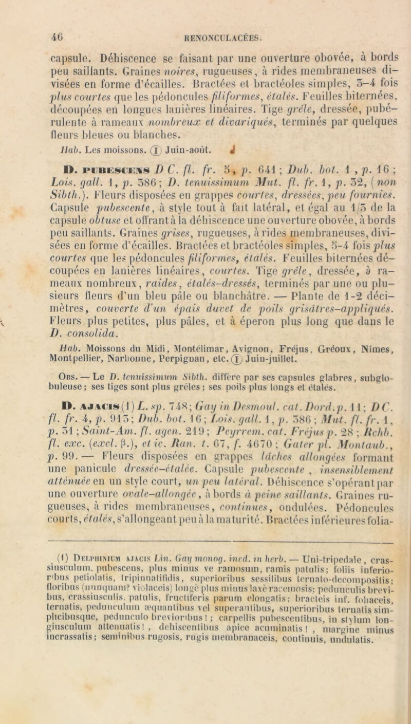 capsule. Déhiscence se faisant par une ouverture obovée, à bords peu saillants. Graines noires, rugueuses, à rides membraneuses di- visées en forme d’écailles. Bractées et bractéoles simples, 5-4 fois plus courtes que les pédoncules filiformes, étalés. Feuilles Internées, découpées en longues lanières linéaires. Tige grêle, dressée, pubé— rulente à rameaux nombreux cl divariqués, terminés par quelques Heurs bleues ou blanches. Jlab. Les moissons. (Tj Juin-août. J II. i»i îticsn:** I) C. fl. fr. 5, p. 041 ; Dub. bot. 1 , p. 16 ; Lois. gall. I, p. 386; I). tenuissimum Mut. fl. fr. 1, p. 55, ( non Sibth.). Fleurs disposées en grappes courtes, dressées, peu fournies. Capsule pubescente, à style tout à fait latéral, et égal au 1/5 de la capsule obtuse et offrant à la déhiscence une ouverture obovée, à bords peu saillants. Graines grises, rugueuses, arides membraneuses, divi- sées en forme d’écailles. Bractées et bractéoles simples, 5-4 fois plus courtes que les pédoncules filiformes, étalés. Feuilles Internées dé- coupées en lanières linéaires, courtes. Tige grêle, dressée, à ra- meaux nombreux, raides, étalés-dressés, terminés par une ou plu- sieurs fleurs d’un bleu pâle ou blanchâtre. — Plante de 1-2 déci- mètres, couverte d’un épais duvet de poils grisâtres-appliqués. Fleurs plus petites, plus pâles, et à éperon plus long que dans le 1). consolida. llab. Moissons du Midi, Montélimar, Avignon, Fréjus, Gréoux, Nîmes, Montpellier, Narbonne, Perpignan, etc.(îj Juiu-juillet. Ors. — Le D. tenuissimum Sibth. diffère par ses capsules glabres, subglo- buleuse; ses tiges sont plus grêles; ses poils plus longs et étalés. II. .%jadis»(1 ) L. sp. 748; Gag in Desmoul. cat. Dord.p. 1 1 ; 1)C. fl. fr. 4, p. 913; Dub. bot. 16; Lois. gall. 1, p. 580 ; Mut. fl. fr. 1, p. 51 ; Saint-Am. fl. agen. 219 ; Pcyrrem. cat. Fréjus p. 2<S ; /{chh. fl. exe. (excl. P.), et ic. Han. 1. 67, /'. 4070; Gâter pi. Montaub., p. 99. — Fleurs disposées en grappes lâches allongées formant une panicule dressée-étalée. Capsule pubescente , insensiblement atténuée en un style court, un peu latéral. Déhiscence s’opérant par une ouverture ovale-allongée, abords à peine saillants. Graines ru- gueuses, à rides membraneuses, continues, ondulées. Pédoncules courts, étalés, s’allongeant peu à la maturité. Bradées inférieuresfolia- (I) Delphinium ajacis Un. Gaymonog. ined. in herb. — Uni-tripedale , cras- siusculum. pubescens, plus minus ve ramosum, ramis palulis; loliis iuferic- r'bus peliolatis, Iripinnatifidis, superioribus sessililnis lornato-decompositis; floribus (nuuquam? violaccis) longé plus minus laxè raremosis: podunculis brovi- bus, crassiusculis. palulis, fructiferis parum clongatis; bracteis inf. foliaceis. ternalis, pedunculum .-rquanlibus vel superanlibus, superioribus teruatissim- plicibusque, pedunculo brevioribus 1 ; carpellis pubcscenlibus, in stylum lon- gi usai I uni attenualisl , dchiscenlibus apice acuminatis | , margihe minus incrassatis; seminibus rugosis. rugis membranaccis. continuis. undulalis