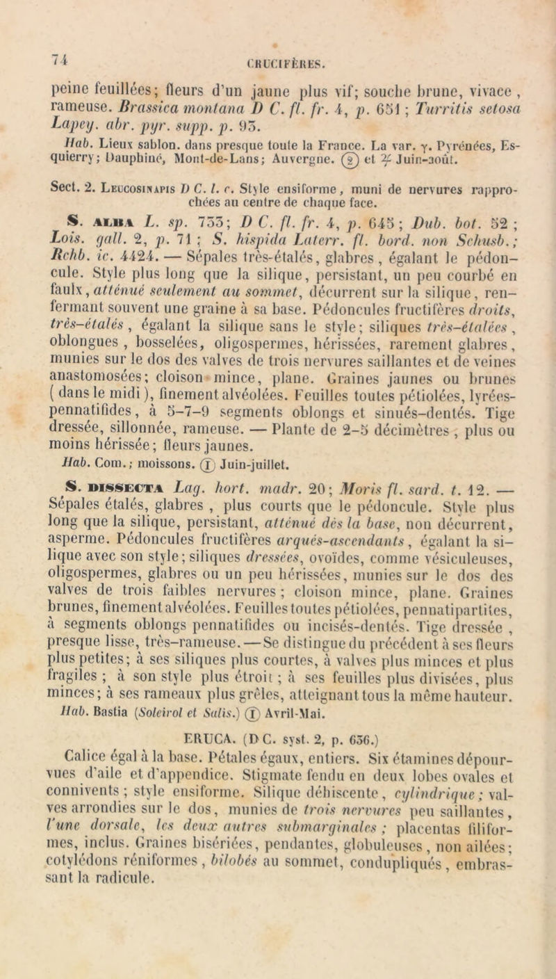 peine teuillées; fleurs d’un jaune plus vif; souche brune, vivace , rameuse. Brassica monlana I) C. fl. fr. I, p. 651 ; Turritis setosa Lape y. abr. pyr. supp. p. 95. Ilab. Lieux sablon. dans presque toule la France. La var. y. Pyrénées, Es- quierry; Dauphiné, Mont-de-Lans; Auvergne. (T) et ^Juin-aout. Sect. 2. Lkucosinapis 1) C. I. r. Style ensiforme, muni de nervures rappro- chées au centre de chaque face. S. ai.i*a L. sp. 755; D C. fl.fr. 4, p. 64-5; Dub. bot. 52 ; Lois. yall. 2, p. 71 ; S. hispida Laterr. fl. bord, non Schusb.; Bchb. ic. 4424. — Sépales très-élalés, glabres , égalant le pédon- cule. Style plus long que la silique, persistant, un peu courbé en faulx,atténué seulement au sommet, décurrent sur la silique, ren- fermant souvent une graine à sa base. Pédoncules fructifères droits, très-étalés, égalant la silique sans le style; siliques très-élalécs , oblongues, bosselées, oligospermes, hérissées, rarement glabres, munies sur le dos des valves de trois nervures saillantes et de veines anastomosées; cloison mince, plane. Graines jaunes ou brunes ( dans le midi ), finement alvéolées. Feuilles toutes pétiolées, lvrées- pennatifides, à 5-7-9 segments oblongs et sinués-dentés. Tige dressee, sillonnée, rameuse. — Plante de 2-5 décimètres , plus ou moins hérissée; Heurs jaunes. Jlab. Com.; moissons. 0 Juin-juillet. S. dissecta Lag. hort. madr. 20; Moris fl. sard. t. 12. — Sépales étalés, glabres , plus courts que le pédoncule. Style plus long que la silique, persistant, atténué dès la base, non décurrent, asperme. Pédoncules fructifères arqucs-asccndants, égalant la si- lique avec son style; siliques dressées, ovoïdes, comme vésieuleuses, oligospermes, glabres ou un peu hérissées, munies sur le dos des valves de trois faibles nervures ; cloison mince, plane. Graines brunes, finement alvéolées. Feuilles toutes pétiolées, pennatipartites, à segments oblongs pennatifides ou incisés-dentés. Tige dressée , presque lisse, très-rameuse. — Se distingue du précédent à ses fleurs plus petites; à ses siliques plus courtes, à valves plus minces et plus fragiles ; à son style plus étroit ; à ses feuilles plus divisées, plus minces; à ses rameaux plus grêles, atteignant tous la même hauteur. Ilab. Bastia (Solcirol et Salis.) (f) Avril-Mai. ERUCA. (I>C. syst. 2, p. C36.) Calice égal à la base. Pétales égaux, entiers. Six étamines dépour- vues d’aile et d’appendice. Stigmate fendu en deux lobes ovales et connivents ; style ensiforme. Silique déhiscente, cylindrique ; v al- ves arrondies sur le dos, munies de trois nervures peu saillantes, l’une dorsale, les deux autres submarginales ; placentas filifor- mes, inclus. Graines bisériées, pendantes, globuleuses, non ailées; cotylédons réniformes, bilobés au sommet, condupliqués, embras- sant la radicule.