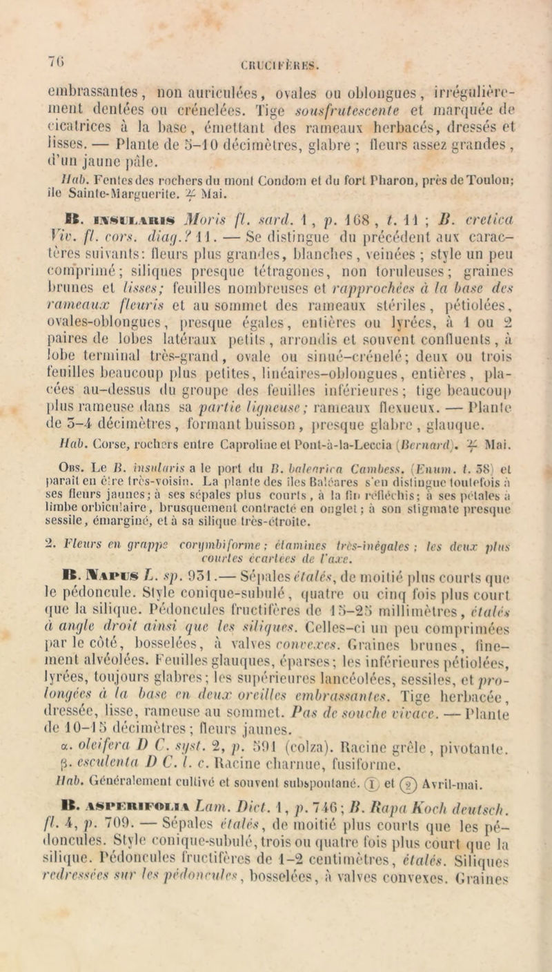 7<; CIIUCI PÈRES. embrassantes, non auriculées, ovales ouoblongues, irrégulière- înent dentées on crénelées. Tige sousfrutcscente et marquée de cicatrices à la base, émettant des rameaux herbacés, dressés et lisses. — Plante de 5-1U décimètres, glabre ; Heurs assez grandes , d’un jaune pâle. llab. Fentes des rochers du mont Condom et du fort Pharon, près de Toulon; île Sainte-Marguerite, -f Mai. B6. ivnu.akis Maris fl. sard. 1, p. 108, t. 11 ; B. crctica Viv. fl. cors, diaej.? 11. — Se distingue du précédent aux carac- tères suivants: fleurs plus grandes, blanches, veinées ; style un peu comprimé; siliques presque tétragones, non tondeuses; graines brunes et lisses; feuilles nombreuses et rapprochées à la hase des rameaux fleuris et au sommet des rameaux stériles, pétiolées, ovales-oblongues, presque égales, entières ou lyrées, à 1 ou 2 paires de lobes latéraux petits, arrondis et souvent confluents, à lobe terminal très-grand, ovale ou sinué-créuelé; deux ou trois feuilles beaucoup plus petites, linéaires-oblongues, entières, pla- cées au-dessus du groupe des feuilles inférieures; tige beaucoup plus rameuse dans sa partie ligneuse; rameaux (luxueux. — Plante de 5-4 décimètres, formant buisson , presque glabre, glauque. llab. Corse, rochers entre Caprolineet Pont-à-la-Leccia (Bernard), Mai. 0ns. Le B. insularis a le port du B. balenrica Cambess. (Enum. t. 58) et parait en cire très-voisin. La plante des îles Baléares s'en distingue toutefois à ses (leurs jaunes; à ses sépales plus courts, à la (in réfléchis; à ses pétales à limbe orbiculaire, brusquement contracté en onglet; à son stigmate presque sessile, émarginé, et à sa silique très-ctroite. 2. Fleurs en grappe cargmbi forme ; étamines tràs-inègales ; les deux plus courtes écartées de l'axe. 16. Hai‘US L. sp. 951.— Sépales étalés, de moitié plus courts que le pédoncule. Style conique-subulé, quatre ou cinq fois plus court que la silique. Pédoncules fructifères de 15-25 millimètres, étalés ci angle droit ainsi que les siliques. Celles-ci un peu comprimées par le cote, bosselées, a valves convexes. Graines brunes, fine- ment alvéolées, f eu il les glauques, éparses; les inférieures pétiolées, lyrées, toujours glabres; les supérieures lancéolées, sessiles, et pro- longées à la hase en deux oreilles embrassantes. Tige herbacée, dressée, lisse, rameuse au sommet. Pas de souche vivace. — Plante de 10-15 décimètres; fleurs jaunes. a. olcifera I) C. syst. 2, p. 591 (colza). Racine grêle, pivotante. (L csculcnta D C. I. c. Racine charnue, fusiforme. llab. Généralement cultivé et souvent subspontané. (1 et (?) Avril-mai. K. ASei niFOi n Tmiu. Dict. 1, p. 746; B. Papa Koch deutscli. fl. 4, p. 709. — Sépales étalés, de moitié plus courts que les pé- doncules. Style conique-subulé, trois ou quatre fois plus court que la silique. Pédoncules fructifères de 1-2 centimètres, étalés. Siliques redressées sur les pédoncules, bosselées, à valves convexes. Graines
