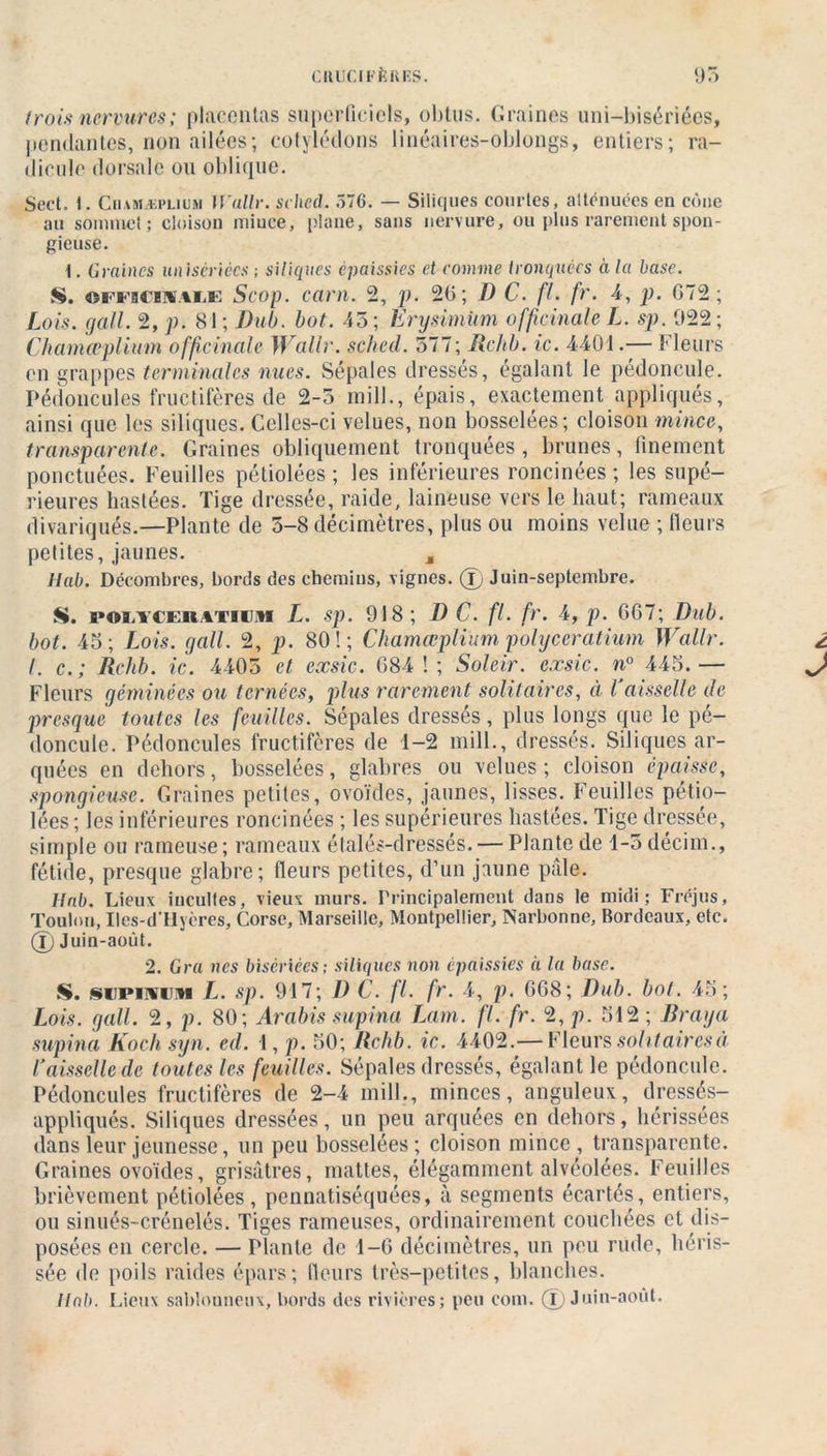 trois nervures; placentas superficiels, obtus. Graines uni-bisériées, pendantes, non ailées ; cotylédons linéaires-oblongs, entiers; ra- dicule dorsale ou oblique. Sert. I. Ciumæplium JVallr. sched. 576. — Siiiqiies courtes, atténuées en cône au sommet; cloison mince, plane, sans nervure, ou plus rarement spon- gieuse. i. Graines unisériècs ; siliques épaissies et comme tronquées à la base. S. ©ffbciuafe Scop. cctrn. 2, p. 20; D C. fl. fr. 4, p. G72; Lois. gall. 2,70. 81; Dub. bot. 45; Erysimiim officinale L. sp. 922; Chamœplium officinale Wallr. sched. 577; Rchb. ic. 4401.— Fleurs en grappes terminales nues. Sépales dressés, égalant le pédoncule. Pédoncules fructifères de 2-5 mil!., épais, exactement appliqués, ainsi que les siliques. Celles-ci velues, non bosselées; cloison mince, transparente. Graines obliquement tronquées, brunes, finement ponctuées. Feuilles pétiolées ; les inférieures roncinées ; les supé- rieures hastées. Tige dressée, raide, laineuse vers le haut; rameaux divariqués.—Plante de 5-8 décimètres, plus ou moins velue ; fleurs petites, jaunes. M Hab. Décombres, bords des chemins, vignes. (Tj Juin-septembre. S. i»©i,f€eratii!M L. sp. 918; D C. fl. fr. 4, p. G67; Dub. bot. 45; Lois. gall. 2, p. 80!; Chamœplium polyceratium Wallr. î I. c. ; Rchb. ic. 4405 et exsic. 684 ! ; Soleir. exsic. n° 445. — ^ Fleurs géminées ou tcrnées, plus rarement solitaires, à Vaisselle de presque toutes les feuilles. Sépales dressés, plus longs que le pé- doncule. Pédoncules fructifères de 1-2 mill., dressés. Siliques ar- quées en dehors, bosselées, glabres ou velues ; cloison épaisse, spongieuse. Graines petites, ovoïdes, jaunes, lisses. Feuilles pétio- lées ; les inférieures roncinées ; les supérieures hastées. Tige dressée, simple ou rameuse; rameaux étalés-dressés. — Plante de 1-5 décim., fétide, presque glabre; fleurs petites, d’un jaune pâle. Hab. Lieux iucultcs, vieux murs. Principalement dans le midi; Fréjus, Toulon, Iles-d’Hycres, Corse, Marseille, Montpellier, Narbonne, Bordeaux, etc. (f) Juin-août. 2. Gra ncs bisèrièes; siliques non épaissies à la base. S. M1MVIH L. sp. 917; D C. fl. fr. 4, p. GG8; Dub. bot. 45; Lois. gall. 2, p. 80; Arabis supina Lam. fl. fr. 2, p. 512 ; Braya supina Koch syn. ed. 1, p. 50; Rchb. ic. 4402.— Fleurs solitaires ci Vaisselle de toutes les feuilles. Sépales dressés, égalant le pédoncule. Pédoncules fructifères de 2-4 mill., minces, anguleux, dressés- appliqués. Siliques dressées, un peu arquées en dehors, hérissées dans leur jeunesse, un peu bosselées; cloison mince, transparente. Graines ovoïdes, grisâtres, mattes, élégamment alvéolées. Feuilles brièvement pétiolées, pennatiséquées, à segments écartés, entiers, ou sinués-crénelés. Tiges rameuses, ordinairement couchées et dis- posées en cercle. — Plante de 1-G décimètres, un peu rude, héris- sée de poils raides épars; fleurs très-petites, blanches. Hab. Lieux sablonneux, bords des rivières; peu coin. (T) Juin-août.