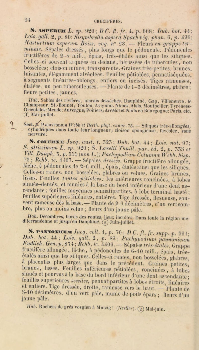 S. A8PERIM L. sp. 920; D C. fl. fr. 4, p. 608; Dub. bot. 44; Lois. gall. 2, p. 80; Sisymbrclla aspera Spach vég. phan. 6, p. 426; Nasturtium aspcrum Boiss. voy. n° 28. — Fleurs en grappe ter- minale. Sépales dressés, plus longs que le pédoncule. Pédoncules fructifères de 2-4 mill., épais, très—étalés ainsi que les siliques. Celles-ci souvent arquées en dedans, hérissées de tubercules, non bosselées; cloison mince, transparente.-Graines très-petites, brunes, luisantes, élégamment alvéolées. Feuilles pétiolées, pennatiséquées, à segments linéaires-oblongs, entiers ou incisés. Tiges rameuses, étalées, un peu tuberculeuses. —Plante de 1-3 décimètres, glabre ; (leurs petites, jaunes. Unb. Sables des rivières, marais desséchés. Dauphiné, Gap, Villeneuve, le Champsaur, St.-Bonnet; Toulon, Avignon, Nîmes, Alais, Montpellier; Pyrénées- Orientales; Mende; Auvergne; Poitiers; Arcelot et Nuits en Bourgogne; Paris, etc. (jp Mai-juillet. Sect.iT^Paciiypoduw ll’cbb et Herth. phyt. canar. 75. — Silitjues très-allongées, cylindriques dans toute leur longueur; cloison spongieuse, favéolée, sans nervure. S. cou vr e Jacq. aust. t. 525; Dub. bot. 44; Lois. not. 97; S. altissimum L. sp. 920 ; S. Lœselii Thuill. par. cil. 2, p. 555 et T ill. Dauph. 5, p. 355 (non L.); Pachypodium Columnce Webb. hisp. 75; Rchb. ic. 4407. —Se pal es dressés. Grappe fructifère allongée, lâche, à pédoncules de 2-6 mill., épais, étalés ainsi que les siliques. Celles-ci raides, non bosselées, glabres ou velues. Graines brunes, lisses. Feuilles toutes pétiolées; les inférieures roncinées, à lobes sinués-dentés, et munies à la base du bord inférieur d’une dent as- cendante ; feuilles moyennes pennatipartites, à lobe terminal hasté ; feuilles supérieures linéaires, entières. Tige dressée, flexueuse, sou- vent rameuse dès la base.— Plante de 2-G décimètres, d'un vert som- bre, plus ou moins velue ; fleurs d’un jaune pâle. Uab. Décombres, bords des routes, lieux incultes. Dans toute la région mé- diterranéenne et jusqu’en Dauphiné. (7) Juin-juillet. S. Î iwovm ii Jacq. coll. 1, p. 70 ; D C. fl. fr. supp. p. 591 ; Dub. bot. Ai ; Lois. gall. 2, p. 82; Pachypodium pannonicum Eiullich. Gen.p. SU; Rchb. ic. 4406.—Sépales très-étalés. Grappe (iuctifeie allongée , lâche, a pédoncules de 6-10 mill., épais, très- etalés ainsi que les siliques. Celles-ci raides, non bosselées, glabres, a placentas plus larges que dans le précédent. Graines petites,' brunes, lisses. Feuilles inférieures pétiolées, roncinées, à lobes si nu es et pourvus a la base du bord inférieur d’une dent ascendante • feuilles supérieures sessilcs, pennatipartites à lobes étroits, linéaires et entiers. Tige dressée, droite, rameuse vers le haut. — Plante de 5-10 décimètres, d’un vert pâle, munie de poils épars ; fleurs d’un jaune pale. llab. Rochers de grés vosgieu à Mutzig ! (bcstlcr). @ Mai-juin.