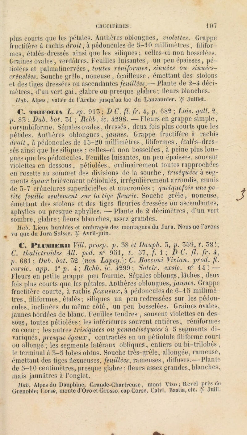 plus courts que les pétales. Anthères oblongues, violettes. Grappe fructifère à rachis droit, à pédoncules de 5-10 millimètres, filifor- mes, étalés-dressés ainsique les siliques; celles-ci non bosselées. Graines ovales, verdâtres. Feuilles luisantes, un peu épaisses, pé- tioléeset palmatinervées, toutes réniformes, sinuées ou sinuées- crénelées. Souche grêle, noueuse, écailleuse, émettant des stolons et des tiges dressées ou ascendantes feuillées:.— Plante de 2-4 déci- mètres, d’un vert gai, glabre ou presque glabre; fleurs blanches. Uab. Alpes, vallée de l’Arche jusqu'au lac du Lauzaunier. gc Juillet. C. trifolia L. sp. 913 ; D C. fl. fr. 4, p. G82 ; Lois. g ail. 2, p. 85 ; Dub. bot. 51 ; Rchb. ic. 4298. — Fleurs en grappe simple, corymbiforme. Sépales ovales, dressés, deux fois plus courts que les pétales. Anthères oblongues, jaunes. Grappe fructifère à rachis droit, à pédoncules de 15-20 millimètres, filiformes, étalés-dres- sés ainsi que les siliques ; celles-ci non bosselées , à peine plus lon- gues que les pédoncules. Feuilles luisantes, un peu épaisses, souvent violettes en dessous, pétiolées, ordinairement toutes rapprochées en rosette au sommet des divisions de la souche, triséquées à seg- ments égaux brièvement pétiolulés, irrégulièrement arrondis, mirais de 5-7 crénelurcs superficielles et mucronées ; quelquefois une pe - tite feuille seulement sur la tige fleurie. Souche grêle, noueuse, émettant des stolons et des tiges fleuries dressées ou ascendantes, aphylles ou presque aphylles. —Plante de 2 décimètres, d’un vert sombre, glabre; fleurs blanches, assez grandes. Hab. Lieux humides et ombragés des montagnes du Jura. Nous ne l’avons vu que du Jura Suisse. X- Avril-juin. C. l*iiUMiERii Vill. prosp. ]). 38 et Dauph. 5, p. 559, t. 581; C. thalictroides Ail. pcd. n° 951, t. 57, f. 1 ; D C. fl. fr. 4, p. 681 ; Dub. bot. 52 (non Lapey.); C. Bocconi Vivian, prod. fl. corsic. app. la p. 4; Rchb. ic. 4299; Soleir. eœsic. n° 14! — Fleurs en petite grappe peu fournie. Sépales oblongs,lâches, deux fois plus courts que les pétales. Anthères oblongues, jaunes. Grappe fructifère courte, à rachis flexueuæ,h pédoncules de 6-15 millimè- tres, filiformes, étalés; siliques un peu redressées sur les pédon- cules, inclinées du même côté, un peu bosselées. Graines ovales, jaunes bordées de blanc. Feuilles tendres , souvent violettes en des- sous, toutes pétiolées; les inférieures souvent entières, réniformes en cœur; les autres triséquées ou pennatiséquées à 5 segments di- variqués, presque égaux, contractés en un pétiolule filiforme court ou allongé; les segments latéraux obliques, entiers ou bi—trilobés , le terminal à 5-5 lobes obtus. Souche très-grêle, allongée, rameuse, émettant des tiges flexueuses, feuillées, rameuses, diffuses.— Plante de 5-10 centimètres, presque glabre ; fleurs assez grandes, blanches, mais jaunâtres à l’onglet. llab. Alpes du Dauphiné, Graude-Chartreuse, mont Vizo ; Revel près de Grenoble; Corse, monte d’Oro et Grosso, cap Corse, Calvi, Bastia, etc. '*f Juill.