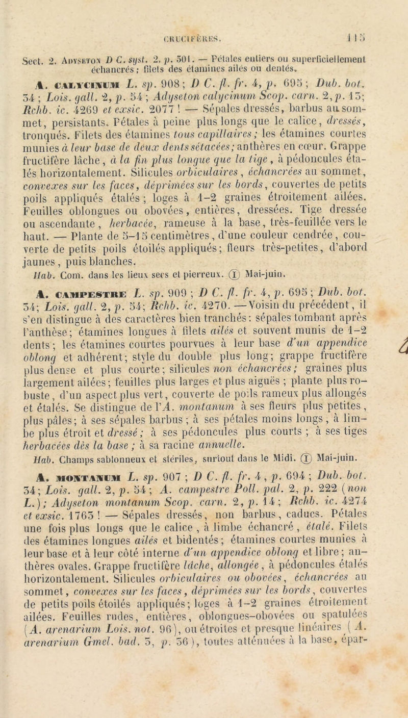 CKL’ClFliKKS. Sect. 2. Adïsbto.x D C.siist. 2, p. 501. — Pétales entiers ou superficiellement échancrés ; filets des étamines ailés ou dentés. A. CAi/rcmiJJM L. sp. 908; l) C. fl. fr. 4, p. 695; Dub. bot. 54 ; Lois. gall. “2, p. 54 ; Adyseton cal y cinum Scop. carn. 2, p. 13; Rchb. ic. 4269 et exsic. 2077 ! — Sépales dressés, barbus an som- met, persistants. Pétales à peine plus longs que le calice, dressés, tronqués. Filets des étamines tous capillaires ; les étamines courtes munies à leur base de deux dents sétacées; anthères en cœur. Grappe fructifère lâche, ci la fin plus longue que la tige , à pédoncules éta- lés horizontalement. Silicules orbiculaires, échancrées au sommet , convexes sur les faces, déprimées sur les bords, couvertes de petits poils appliqués étalés ; loges à 4-2 graines étroitement ailées. Feuilles oblongues ou obovées, entières, dressées. Tige, dressée ou ascendante , herbacée, rameuse à la base, très-feuillée vers le haut. — Plante de 5-45 centimètres, d’une couleur cendrée, cou- verte de petits poils étoilés appliqués; fleurs très-petites, d’abord jaunes, puis blanches. Ilab. Com. dans les lieux secs et pierreux. (D Mai-juin. A. caihpestre L. sp. 909 ; D C. fl. fr. 4, p. 695 ; Dub. bot. 54; Lois. gall. 2, p. 54; Rchb. ic. 4270. — Voisin du précédent, il s’en distingue à des caractères bien tranchés: sépales tombant après l’an thèse ; étamines longues à filets ailés et souvent,munis de 4-2 dents ; les étamines courtes pourvues à leur base d’un appendice oblong et adhérent; style du double plus long; grappe fructifère plus dense et plus courte; silicules non échancrées; graines plus largement ailées; feuilles plus larges et plus aiguës ; plante plus ro- buste, d’un aspect plus vert, couverte de poils rameux plus allongés et étalés. Se distingue de l’A. montanum à ses fleurs plus petites , plus pâles; à ses sépales barbus ; à ses pétales moins longs , a lim- be plus étroit et dressé ; à ses pédoncules plus courts ; à ses tiges herbacées dès la base ; à sa racine annuelle. Ilab. Champs sablonneux et stériles, surtout dans le Midi. (T) Mai-juin. A. moietajujiii L. sp. 907 ; D C. fl. fr. 4 , p. 694 ; Dub. bot. 34; Lois. gall. 2, p. 54; ,4. campestre Poil. pal. 2, p. 222 ( non L.) ; Adyseton montanum Scop. carn. 2, p. 44; Rchb. te. 4274 et exsic. 4765 ! — Sépales dressés, non barbus, caducs. Pétales une fois plus longs que le calice , à limbe échancré, étalé, filets des étamines longues ailés et bidentés; étamines courtes munies a leur base et à leur coté interne d'un appendice oblong et libre; an- thères ovales. Grappe fructifère lâche, allongée, à pédoncules étalés horizontalement. Silicules orbiculaires ou obovées, échancrées au sommet, convexes .sur les faces, déprimées sur les bords, couvertes de petits poils étoilés appliqués; loges à 4-2 graines étroitement ailées. Feuilles rudes, entières, oblongues-obovées ou spatulées (A. arenarium Lois.not. 96), ou étroites et presque linéaires,( .4. &