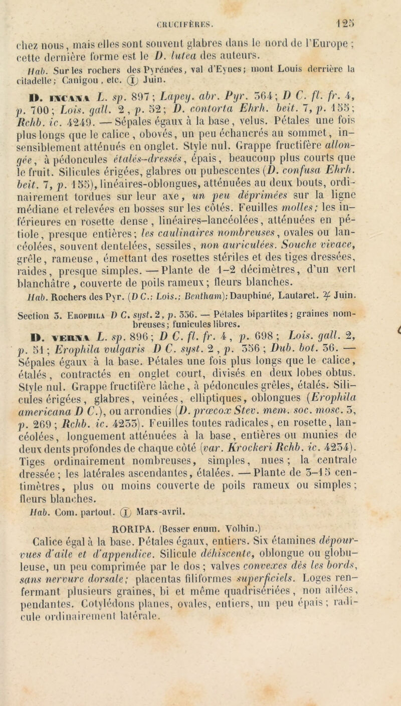 CRUCIFÈRES. 123 chez nous, mais elles sont souvent glabres dans le nord de l’Europe ; cette dernière forme est le D. lutea des auteurs. Ilab. Sur les rochers des P} réuces, val d’Eynes; mont Louis derrière la citadelle; Ganigou , etc. (Jj Juin. I>. L. sp. 897; Lapey. abr. Pyr. 364; D C. fl. fr. 4, p. 700; Lois. gall. 2, p. 52; D. conforta Ehrh. beit. l,p. 455; Rchb. ic. 4249. —Sépales égaux à la base, velus. Pétales une fois plus longs que le calice , obovés, un peu échancrés au sommet, in- sensiblement atténués en onglet. Style nul. Grappe fructifère allon- gée, à pédoncules étalés-dressés, épais, beaucoup plus courts que le fruit. Silicules érigées, glabres ou pubescentes (D. confusa Ehrh. beit. 7, p. 155), linéaires-oblongues, atténuées au deux bouts, ordi - nairement tordues sur leur axe, un peu déprimées sur la ligne médiane et relevées en bosses sur les côtés. Feuilles molles; les in- férieures en rosette dense, linéaires-lancéolées, atténuées en pé- tiole, presque entières; les caulinaires nombreuses, ovales ou lan- céolées, souvent dentelées, sessiles, non auriculées. Souche vivace, grêle, rameuse , émettant des rosettes stériles et des tiges dressées, raides, presque simples.—Plante de 4-2 décimètres, d’un vert blanchâtre , couverte de poils rameux; fleurs blanches. Hab. Rochers des Pyr. (DC.; Lois.; Bentham); Dauphiué, Lautaret. if Juin. Sectiou 5. Euofuila D C. stjst.2, p. 556. — Pétales bipartites; graines nom- breuses; funicules libres. D. verii L. sp. 896; D C. fl. fr. 4 , p. 698 ; Lois. gall. 2, p. 54 ; Erophila vulgaris D C. syst. 2 , p. 556 ; Dub. bot. 56. — Sépales égaux à la base. Pétales une fois plus longs que le calice, étalés, contractés en onglet court, divisés en deux lobes obtus. Style nul. Grappe fructifère lâche, à pédoncules grêles, étalés. Sili- cules érigées, glabres, veinées, elliptiques, oblongues {Erophila americana D C.), ou arrondies {D. prœcox Stev. mem. soc. mosc. 5, p. 269 ; Rchb. ic. 4255). Feuilles toutes radicales, en rosette, lan- céolées, longuement atténuées à la base, entières ou munies de deux dents profondes de chaque côté [var. Krockeri Rchb. ic. 4254). Tiges ordinairement nombreuses, simples, nues; la centrale dressée; les latérales ascendantes, étalées. —Plante de 5-4 5 cen- timètres, plus ou moins couverte de poils rameux ou simples; fleurs blanches. Hab. Com. partout, (ij Mars-avril. RORIPA. (Besser enum. Volhin.) Calice égal à la base. Pétales égaux, entiers. Six étamines dépour- vues d’aile et d’appendice. Silicule déhiscente, oblongue ou globu- leuse, un peu comprimée par le dos ; valves convexes dès les bords, sans nervure dorsale; placentas filiformes superficiels. Loges ren- fermant plusieurs graines, bi et même quadrisériées, non ailées, pendantes. Cotylédons planes, ovales, entiers, un peu épais ; radi- cule ordinairement latérale.