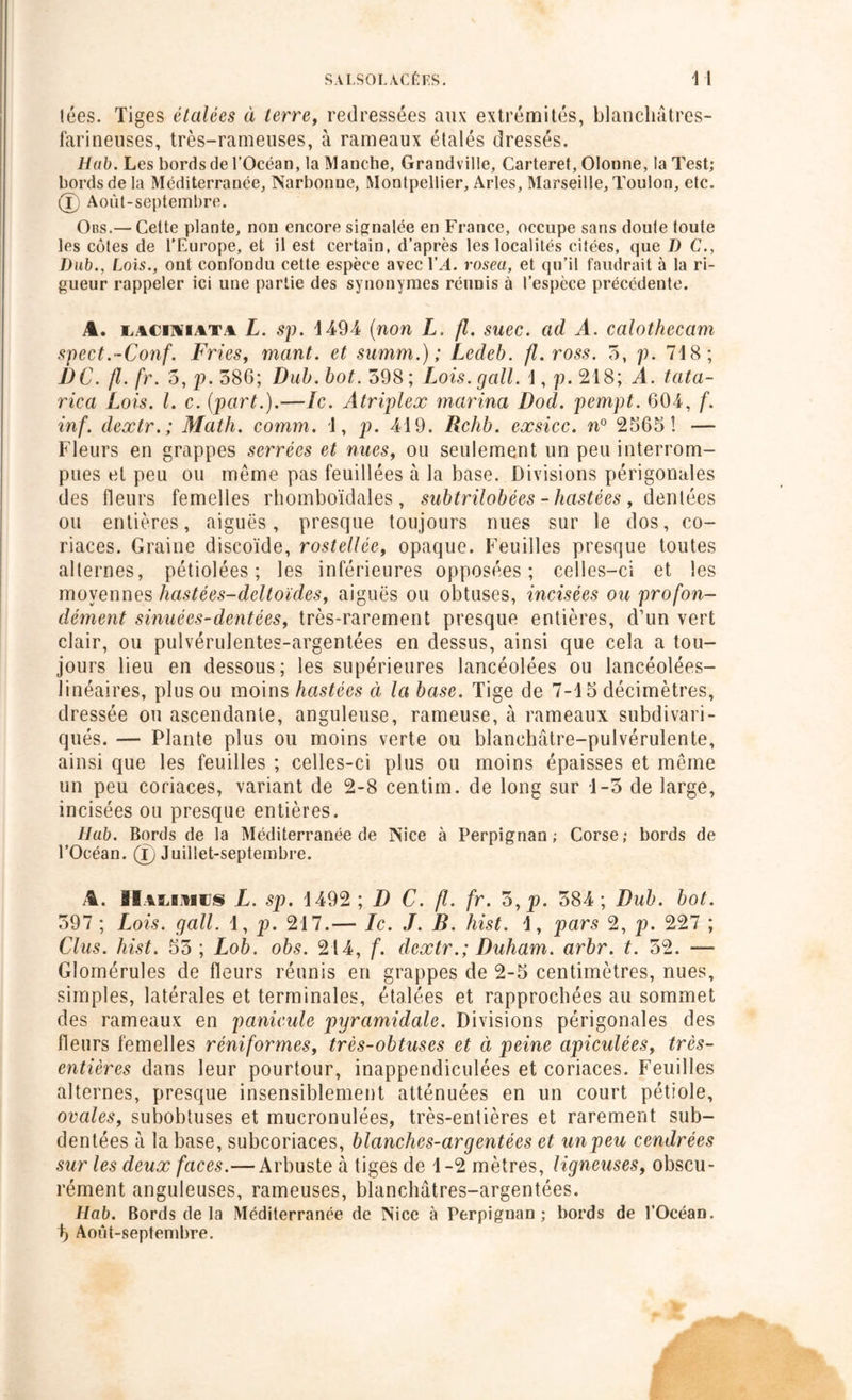 lées. Tiges élalées à terre, redressées aux extrémités, blanchâtres- farineuses, très-rameuses, à rameaux étalés dressés. Hub. Les bords de l’Océan, la Manche, Grandville, Carteret, donne, la Test; bords de la Méditerranée, Narbonne, Montpellier, Arles, Marseille, Toulon, etc. 0 Août-septembre. Obs.— Celte plante, non encore signalée en France, occupe sans doute toute les côtes de l’Europe, et il est certain, d’après les localités citées, que D C., Dnb., Lois., ont confondu cette espèce avec Y A. rosea, et qu’il faudrait à la ri- gueur rappeler ici une partie des synonymes réunis à l’espèce précédente. A. laciiiata L. sp. 1494 (non L. fl. suec. ad A. calothecam spect.-Conf. Fries, mant. et summ.) ; Ledeb. fl.ross. 5, p. 718; J)C. fl. fr. o, p. 586; Dub. bot. 598 ; Lois. gall. 1, p. 218; A. tata- riea Lois. I. c. (part.).—Ic. Atriplex marina Dod. pempt. 604, f. inf. dextr.; Math. comm. 1, p. 419. Rchb. exsicc. n° 2565 ! — Fleurs en grappes serrées et nues, ou seulement un peu interrom- pues et peu ou même pas feuillées à la base. Divisions périgonales des fleurs femelles rhomboïdales , subtrilobées - hastées , dentées ou entières, aiguës, presque toujours nues sur le dos, co- riaces. Graine discoïde, rostellée, opaque. Feuilles presque toutes alternes, pétiolées ; les inférieures opposées; celles-ci et les moyennes hastées-dcltoïdes, aiguës ou obtuses, incisées ou profon- dément sinuées-dentées, très-rarement presque entières, d’un vert clair, ou pulvérulentes-argentées en dessus, ainsi que cela a tou- jours lieu en dessous; les supérieures lancéolées ou lancéolées- linéaires, plus ou moins hastées à la base. Tige de 7-15 décimètres, dressée ou ascendante, anguleuse, rameuse, à rameaux subdivari- qués. — Plante plus ou moins verte ou blanchâtre-pulvérulente, ainsi que les feuilles ; celles-ci plus ou moins épaisses et même un peu coriaces, variant de 2-8 centim. de long sur 1-5 de large, incisées ou presque entières. IJub. Bords de la Méditerranée de Nice à Perpignan; Corse; bords de l’Océan, (f) Juillet-septembre. A. SlA!,nn§ L. sp. 1492 ; D C. fl. fr. 5,p. 584; Dub. bot. 597 ; L.ois. gall. 1, p. 217.— le. J. B. hist. 1, pars 2, p. 227 ; Clus. hist. 55; Lob. obs. 214, f. dextr.; Duham. arbr. t. 52. —• Glomérules de fleurs réunis en grappes de 2-5 centimètres, nues, simples, latérales et terminales, étalées et rapprochées au sommet des rameaux en panicule pyramidale. Divisions périgonales des fleurs femelles réniformes, très-obtuses et ci peine apiculées, très- entières dans leur pourtour, inappendiculées et coriaces. Feuilles alternes, presque insensiblement atténuées en un court pétiole, ovales, subobtuses et mucronulées, très-entières et rarement sub- dentées à la base, subcoriaces, blanches-ar g entées et unpeu cendrées sur les deux faces.—Arbuste à tiges de 1-2 mètres, ligneuses, obscu- rément anguleuses, rameuses, blanchâtres-argentées. Hab. Bords de la Méditerranée de Nice à Perpignan; bords de l’Océan. % Août-septembre.