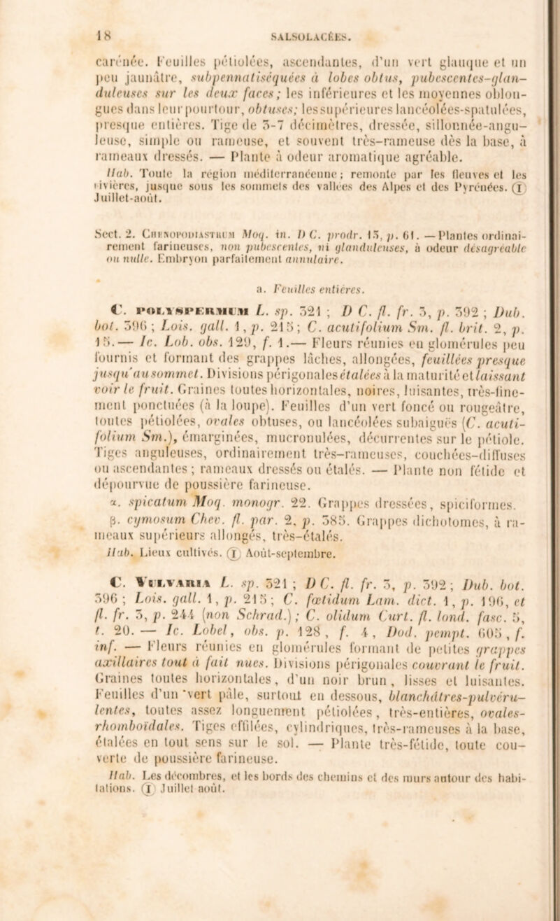 carénée. Feuilles pétiolées, ascendantes, d’un vert glauque et un j>eu jaunâtre, subpennatiséquées il lobes obtus, pubeseentes-glan- duleuses sur les deux faces; les inférieures et les moyennes oblon- gues dans leur pourtour, obtuses; les supérieures lancéolées-spat niées, presque entières. Tige de 3-7 décimètres, dressée, sillonnée-angu- leuse, simple ou rameuse, et souvent très-rameuse dès la base, à rameaux dressés. — Plante à odeur aromatique agréable. Itab. Toute la région méditerranéenne; remonte par les fleuves et les civières, jusque sous les sommets des vallées des Alpes et des Pyrénées, (i Juillet-août. Sert. 2. CHKftOPmiiASTHLM Moq. in. 1)C. prodr. 15, p. 61. —Plantes ordinai- rement farineuses, non pubcscentes, ni glanduleuses, à odeur désagréable ou nulle. Embryon parfaitement annulaire. a. Feuilles entières. l\ POL18PERMIIM L. sp. 321 ; D C. fl. (r. 3, p. 392 ; l)ub. bot. 390; Lois. gall. \ ,p. 215; C. acutifolium Sm. fl. brit. 2, p. 15.— le. Lob. obs. 129, f. 1.— Fleurs réunies eu glomérules peu fournis et formant des grappes lâches, allongées, fcuillées presque jusqu au sommet. Divisions périgonalesélafcwà la maturité et laissant voir le fruit. Graines toutes horizontales, noires, luisantes, très-linc- ment ponctuées (à la loupe). Feuilles d’un vert foncé ou rougeâtre, toutes pétiolées, orales obtuses, ou lancéolées subaiguës (C. acuti- folium Sm.), émarginées, mucronulées, décurrentes sur le pétiole, liges anguleuses, ordinairement très—rameuses, eouchécs-diffuscs ou ascendantes ; rameaux dressés ou étalés. — Plante non fétide et dépourvue de poussière farineuse. et. spicatum Moq. tnonogr. 22. Grappes dressées, spicifonnes. p. cymosum Cher. fl. par. 2, p. 385. Grappes dichotomes, à ra- meaux supérieurs allongés, très—étalés. Ilab. Lieux cultivés. (T, Août-septembre. C. Vï Li inu L sp. 521 ; DC. fl. fr. 3, p. 392; I)ub. bot. 396 ; Lois. gall. 1, p. 215; C. fœtidum Lam. dict. 1, p. 190, et fl. fr. 3, p. 24-4 (non Schrad.) ; C. olidum Curl. fl. lond. (asc. 5, t. 20. —- le. Label , obs. p. 128, f. Dod. pempt. 005 , f. inf. — 1‘leurs réunies en glomérules formant de petites grappes axillaires tout à fait nues. Divisions périgonales couvrant te fruit. Graines toutes horizontales, d’un noir brun, lisses et luisantes. Feuilles d’un‘vert pâle, surtout eu dessous, blanchâlres-pulvcru- lentes, toutes assez longuement pétiolées, très-entières, ovales- rhomboidales. Tiges effilées, cylindriques, très-rameuses à la base, étalées en tout sens sur le sol. — Plante très-fétide, toute cou- verte de poussière farineuse. Ilab. Les décombres, et les bords des chemins et des murs autour des habi- tations. (i Juillet août.