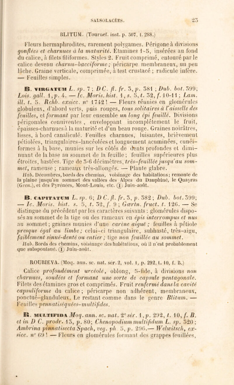 BLITUM. (Touruef. inst. p. 507, t.288.) Fleurs hermaphrodites, rarement polygames. Périgoneà divisions gonflées et charnues à la maturité. Etamines 1-5, insérées au fond du calice, à filets filiformes. Styles 2. Fruit comprimé, entouré par le calice devenu charnu-bacciforme ; péricarpe membraneux, un peu lâche. Graine verticale, comprimée, à test crustacé ; radicule infère. — Feuilles simples. J0£. tirgatubi L. sp. 7 ; DC. fl. fr. 3, p. 581 ; Dub. bot. 399; Lois. gall. 1, p. 4. — le. Moris. hist. 1, s. 5, t. 52, f. 10-11 ; Lam. ill. t. 5. Rchb. exsicc. n° 1742! — Fleurs réunies en glomérules globuleux, d’abord verts, puis rouges, tous solitaires à Vaisselle des feuilles, et formant par leur ensemble un long épi feuillé. Divisions périgonales commentes , enveloppant incomplètement le fruit, épaisses-charnuesà la maturité et d’un beau rouge. Graines noirâtres, lisses, à bord canaliculé. Feuilles charnues, luisantes, brièvement pétiolées, triangulaires—lancéolées et longuement acuminées, cunéi- formes à la base, munies sur les côtés de <}ents profondes et dimi- nuant de la base au sommet de la feuille; feuilles supérieures plus étroites, hastées. Tige de 3-6 décimètres, très-feuillée jusqu au som- met, rameuse ; rameaux très-allongés. — Plante glabre. Uab. Décombres, bords des chemins, voisinage des habitations; remonte de la plaine jusqu’au sommet des vallées des Alpes du Dauphiné, le Quayras (Gren.),et des Pyrénées, Mont-Louis, etc. (T) Juin-août. 15. cai*itatujpii L. sp. 6; D C. fl. fr. 3, p. 582 ; Dub. bot. 399; — Je. Moris. hist. s. 5, t. 32, f. 9 ; Gærtn. fruct. t. 126. — Se distingue du précédent parles caractères suivants : glomérules dispo- sés au sommet de la tige ou des rameaux en épis interrompus et nus au sommet; graines munies d’une carène aiguë ; feuilles à pétiole presque égal au limbe; celui-ci triangulaire, subhasté, très-aigu, faiblement sinué-denté ou entier ; tige non feuillée au sommet. Uab. Bords des chemins, voisinage des habitations, où il n’est probablement que subspontané. (î) Juin-août. ROUBIEVA. (Moq. ami. sc. nat. sér.2, vol. t, p. 292, t. 10, f. B.) Calice profondément urcéolé, oblong, 5-fide, à divisions non charnues, soudées et formant une sorte de capsule pentagonale. Filets des étamines gros et comprimés. Fruit renfermé dans la cavité capsuliforme du calice; péricarpe non adhérent, membraneux, ponctué-glanduleux. Le restant comme dans le genre Blitum. — Feuilles pennatiséq nées- m ul t i fides. K. multifiba Moq. ann. sc. nat. 20sér. 1 ,p. 292, t. 10, f. B. et in D C. prodr. 15, p. 80; Chenopodiummultifîdum L. sp. 520; Ambrina pinnatisecta Spach, veg. ph 5, p. 296.— Welwitsch, ex- sicc. 69 ! —Fleurs en glomérules formant des grappes fouillées,