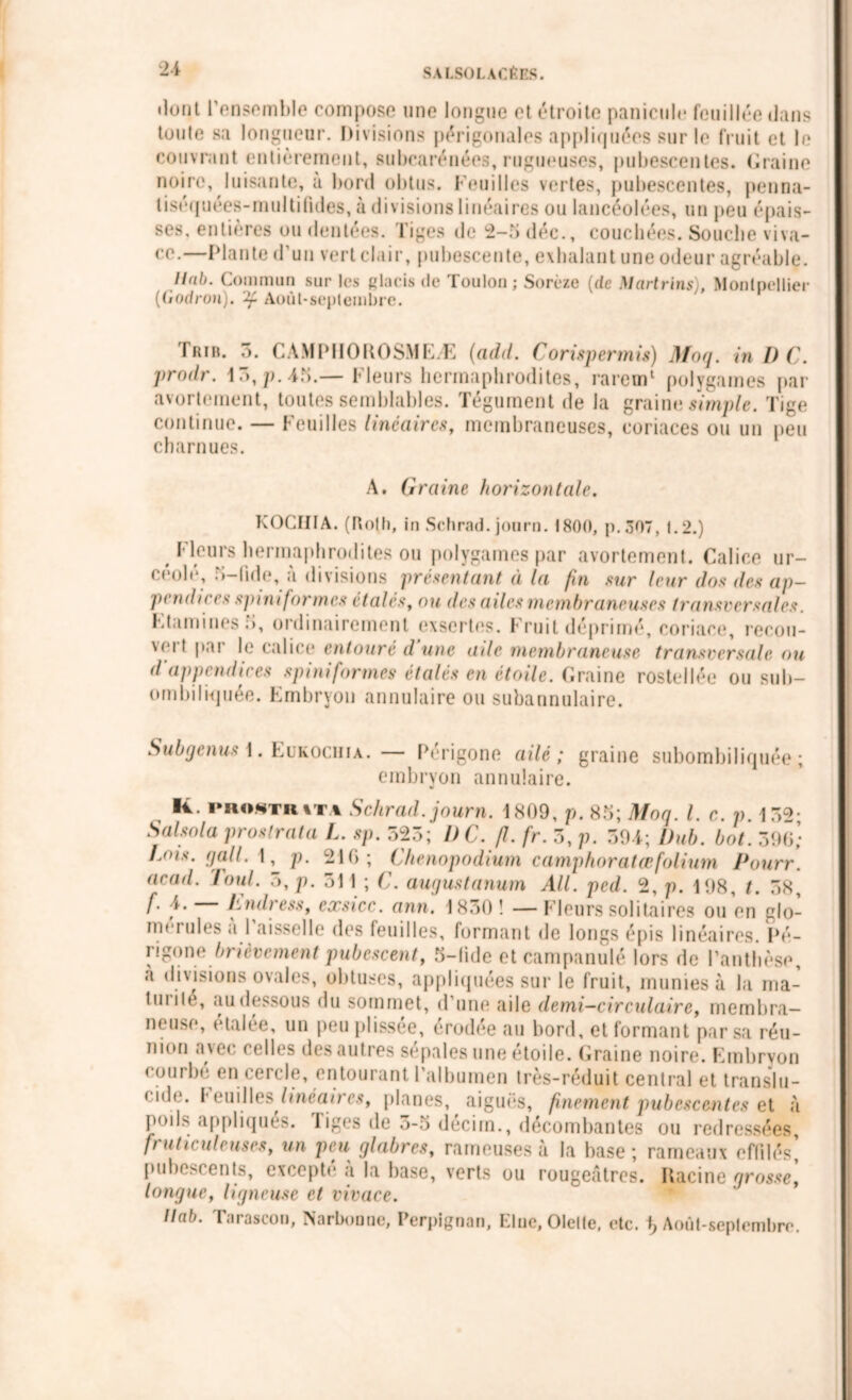 liant l'ensemble compose une longue et étroite panicule fouillée dans toute sa longueur. Divisions périgonales appliquées sur le fruit et le couvrant entièrement, subcarénées, rugueuses, pubescentes. Graine noire, luisante, à bord obtus. Feuilles vertes, pubescentes, penna- tiséquées-multifides, à divisions linéaires ou lancéolées, un peu épais- ses, entières ou dentées. Tiges de 2-5 déc., couchées. Souche viva- ce.—Plante d’un vert clair, pubescente, exhalant une odeur agréable. Hub. Commun sur les glacis de Toulon; Sorèze (de Martrins), Montpellier (Godron). Août-septembre. Trib. 5. CAMPHOROSMEÆ (add. Corispermis) Moq. in D C. prodr. i~>,p. 45.— Fleurs hermaphrodites, rarem1 polygames par avortement, toutes semblables. Tégument de la graine simple. Tige continue. — Feuilles linéaires, membraneuses, coriaces ou un peu charnues. A. Graine horizontale. KOCIIIA. (Roth, in Schrad. journ. 1800, p.307, 1.2.) # Fleurs hermaphrodites ou polygames par avortement. Calice ur- céole, 5-ftde, à divisions présentant à la fin sur leur dos des ap- pendices spmt formes étales, ou des ailes membraneuses transversales. Etamines 5, ordinairement exsertes. Fruit déprimé, coriace, recou- wrl par le calice entouré d une aile membraneuse transversale ou d appendices spiniformes étalés en étoile. Graine rostellée ou sub- ombiliquée. Embryon annulaire ou subannulaire. Subgenus 1. Eükociha.— Périgone ailé ; graine subombiliquée; embryon annulaire. K. phostr%t.% Schrad. journ. 1809, p. 85; Moq. I. c. p. 152- Salsola prostrata L. sp. 523; I) C. fi. fr. 3, p. 39T; Dub. bot. 396; Lois. qall. 1, p. 216; Chenopodium camphoratœfolium Pourr. accul. 'Joui. 5, p. 31 1 ; C. augustanum AU. ped. 2, p. 198, t. 58, f'• Lndress, exsicc. ann. 1830 ! — Fleurs solitaires ou en glo- merules a Faisselle des feuilles, formant de longs épis linéaires. Pé- rtgone brièvement pubescent, 5-lide et campanulé lors de Panthèse, a divisions ovales, obtuses, appliquées sur le fruit, munies à la ma- tui ilé, au dessous du sommet, d’une aile demi—circulaire, membra- neuse, (‘talée, un peu plissée, érodée au bord, et formant par sa réu- nion avec celles des autres sépales une étoile. Graine noire. Embryon courbe en cercle, entourant l’albumen très-réduit central et translu- cide. feuilles linéaires, planes, aiguës, finement pubescentes et à poils appliques. liges de 3-5 decim., décombantes ou redressées, fruticuleuses, un peu glabres, rameuses à la base ; rameaux effilés’ pubescents, excepté a la base, verts ou rougeâtres. Racine grosse, longue, ligneuse et vivace. Uab. Tarascon, Narbonne, Perpignan, Elue, Olelte, etc. Août-septembre.
