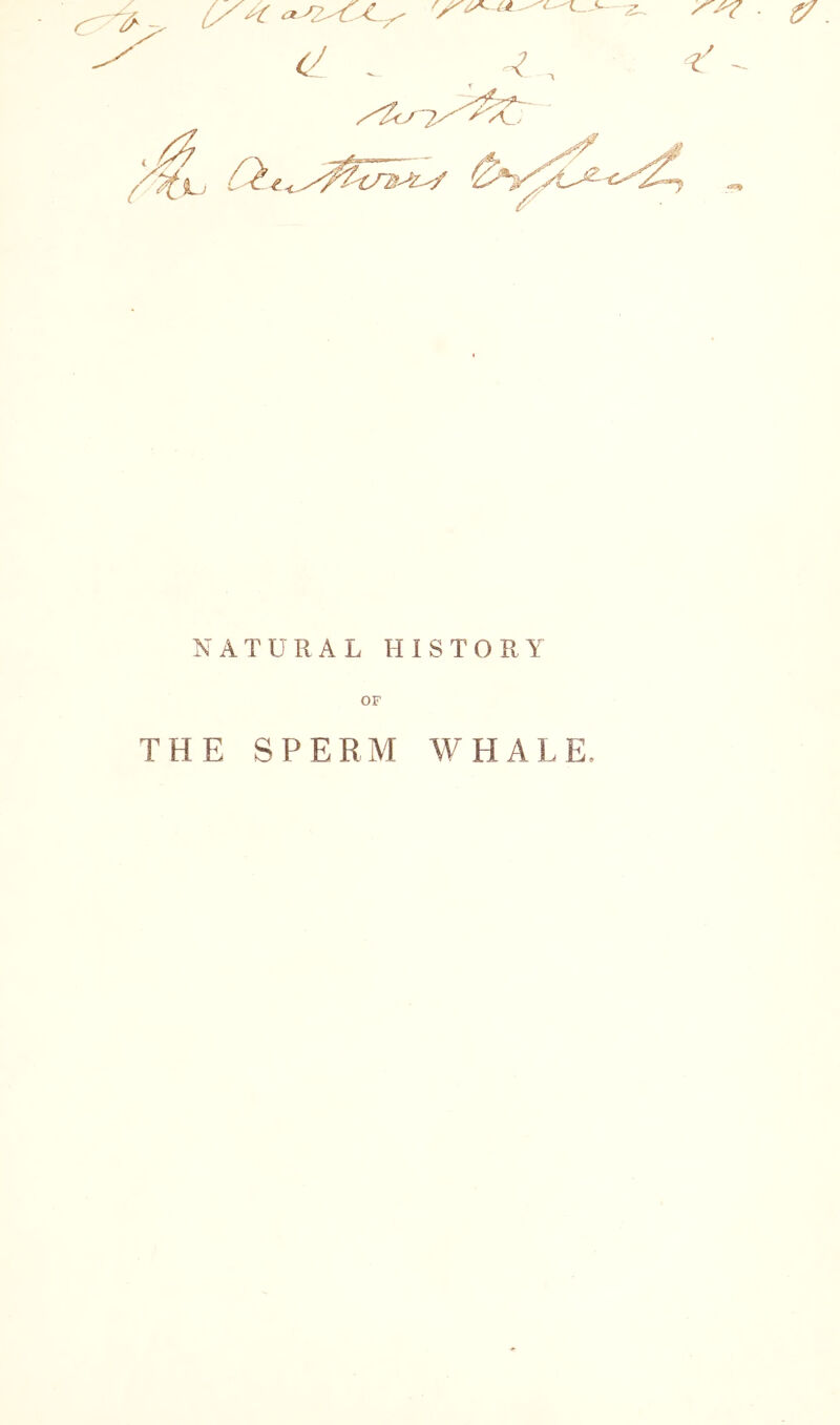 NATURAL HISTORY OF THE SPERM WHALE.