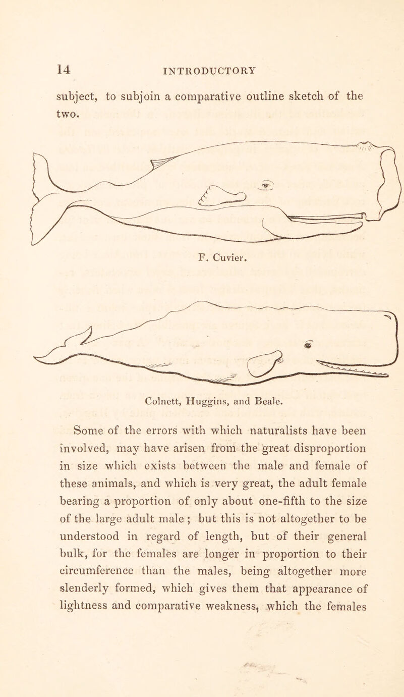 subject, to subjoin a comparative outline sketch of the two. F. Cuvier. Some of the errors with which naturalists have been involved, may have arisen from the great disproportion in size which exists between the male and female of these animals, and which is very great, the adult female bearing a proportion of only about one-fifth to the size of the large adult male ; but this is not altogether to be understood in regard of length, but of their general bulk, for the females are longer in proportion to their circumference than the males, being altogether more slenderly formed, which gives them that appearance of lightness and comparative weakness, which the females