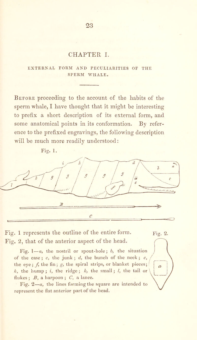 be be CHAPTER I. EXTERNAL FORM AND PECULIARITIES OF THE SPERM WHALE, Before proceeding to the account of the habits of the sperm whale, I have thought that it might be interesting to prefix a short description of its external form, and some anatomical points in its conformation. By refer- ence to the prefixed engravings, the following description will be much more readily understood: Fig. I. . 1 represents the outline of the entire form. . 2, that of the anterior aspect of the head. Fig. I—a, the nostril or spout-hole; b, the situation of the case ; c, the junk ; d, the bunch of the neck ; e, / the eye; f, the fin; g, the spiral strips, or blanket pieces; f h, the hump ; i, the ridge ; k, the small ; I, the tail or flukes ; B, a, harpoon ; C, a lance. Fig. 2—a, the lines forming the square are intended to represent the flat anterior part of the head. Fig. 2.