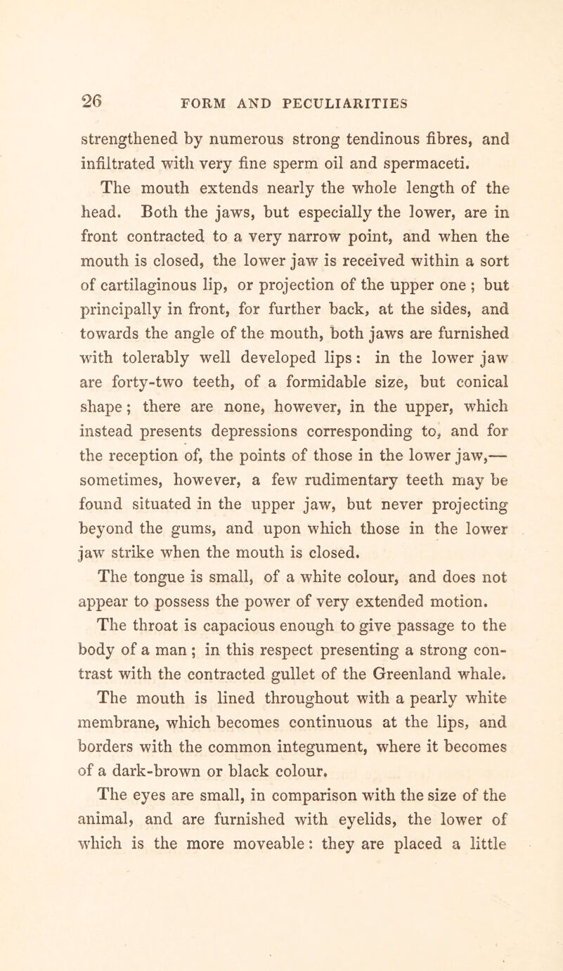 strengthened by numerous strong tendinous fibres, and infiltrated with very fine sperm oil and spermaceti. The mouth extends nearly the whole length of the head. Both the jaws, but especially the lower, are in front contracted to a very narrow point, and when the mouth is closed, the lower jaw is received within a sort of cartilaginous lip, or projection of the upper one ; but principally in front, for further back, at the sides, and towards the angle of the mouth, both jaws are furnished with tolerably well developed lips: in the lower jaw are forty-two teeth, of a formidable size, but conical shape; there are none, however, in the upper, which instead presents depressions corresponding to, and for the reception of, the points of those in the lower jaw,— sometimes, however, a few rudimentary teeth may be found situated in the upper jaw, but never projecting beyond the gums, and upon which those in the lower jaw strike when the mouth is closed. The tongue is small, of a white colour, and does not appear to possess the power of very extended motion. The throat is capacious enough to give passage to the body of a man; in this respect presenting a strong con- trast with the contracted gullet of the Greenland whale. The mouth is lined throughout with a pearly white membrane, which becomes continuous at the lips, and borders with the common integument, where it becomes of a dark-brown or black colour. The eyes are small, in comparison with the size of the animal, and are furnished with eyelids, the lower of which is the more moveable: they are placed a little