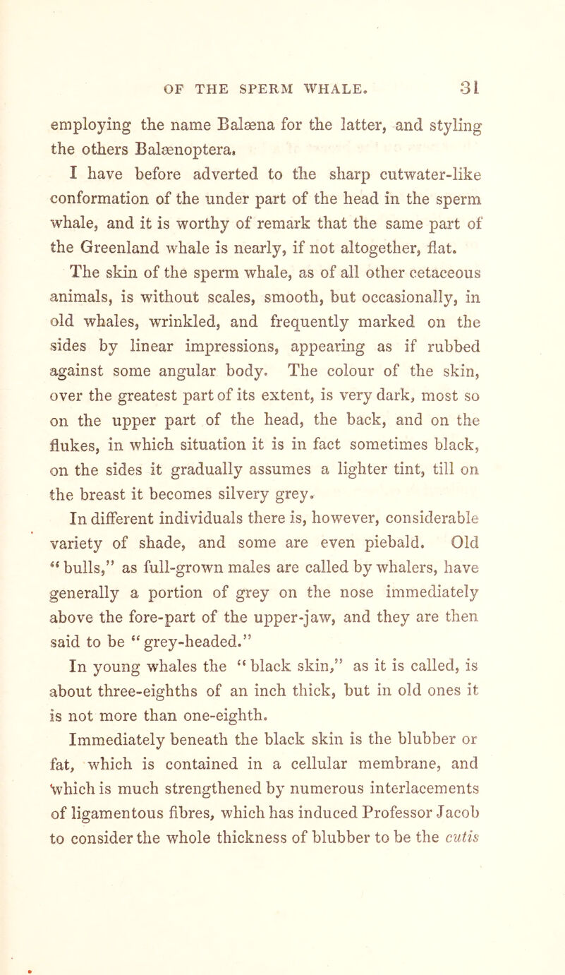 employing the name Balaana for the latter, and styling the others Balsenoptera, I have before adverted to the sharp cutwater-like conformation of the under part of the head in the sperm whale, and it is worthy of remark that the same part of the Greenland whale is nearly, if not altogether, flat. The skin of the sperm whale, as of all other cetaceous animals, is without scales, smooth, but occasionally, in old whales, wrinkled, and frequently marked on the sides by linear impressions, appearing as if rubbed against some angular body. The colour of the skin, over the greatest part of its extent, is very dark, most so on the upper part of the head, the back, and on the flukes, in which situation it is in fact sometimes black, on the sides it gradually assumes a lighter tint, till on the breast it becomes silvery grey. In different individuals there is, however, considerable variety of shade, and some are even piebald. Old bulls,” as full-grown males are called by whalers, have generally a portion of grey on the nose immediately above the fore-part of the upper-jaw, and they are then said to be “grey-headed.” In young whales the “black skin,” as it is called, is about three-eighths of an inch thick, but in old ones it is not more than one-eighth. Immediately beneath the black skin is the blubber or fat, which is contained in a cellular membrane, and Which is much strengthened by numerous interlacements of ligamentous fibres, which has induced Professor Jacob to consider the whole thickness of blubber to be the cutis