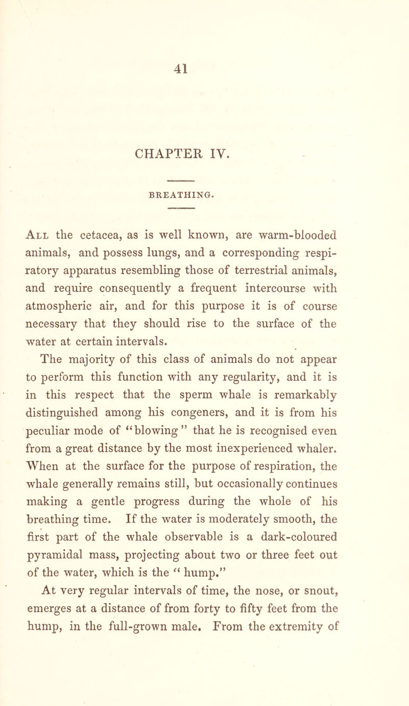 CHAPTER IV. BREATHING. All the cetacea, as is well known, are warm-blooded animals, and possess lungs, and a corresponding respi- ratory apparatus resembling those of terrestrial animals, and require consequently a frequent intercourse with atmospheric air, and for this purpose it is of course necessary that they should rise to the surface of the water at certain intervals. The majority of this class of animals do not appear to perform this function with any regularity, and it is in this respect that the sperm whale is remarkably distinguished among his congeners, and it is from his peculiar mode of “blowing” that he is recognised even from a great distance by the most inexperienced whaler. When at the surface for the purpose of respiration, the whale generally remains still, but occasionally continues making a gentle progress during the whole of his breathing time. If the water is moderately smooth, the first part of the whale observable is a dark-coloured pyramidal mass, projecting about two or three feet out of the water, which is the “ hump.” At very regular intervals of time, the nose, or snout, emerges at a distance of from forty to fifty feet from the hump, in the full-grown male. From the extremity of