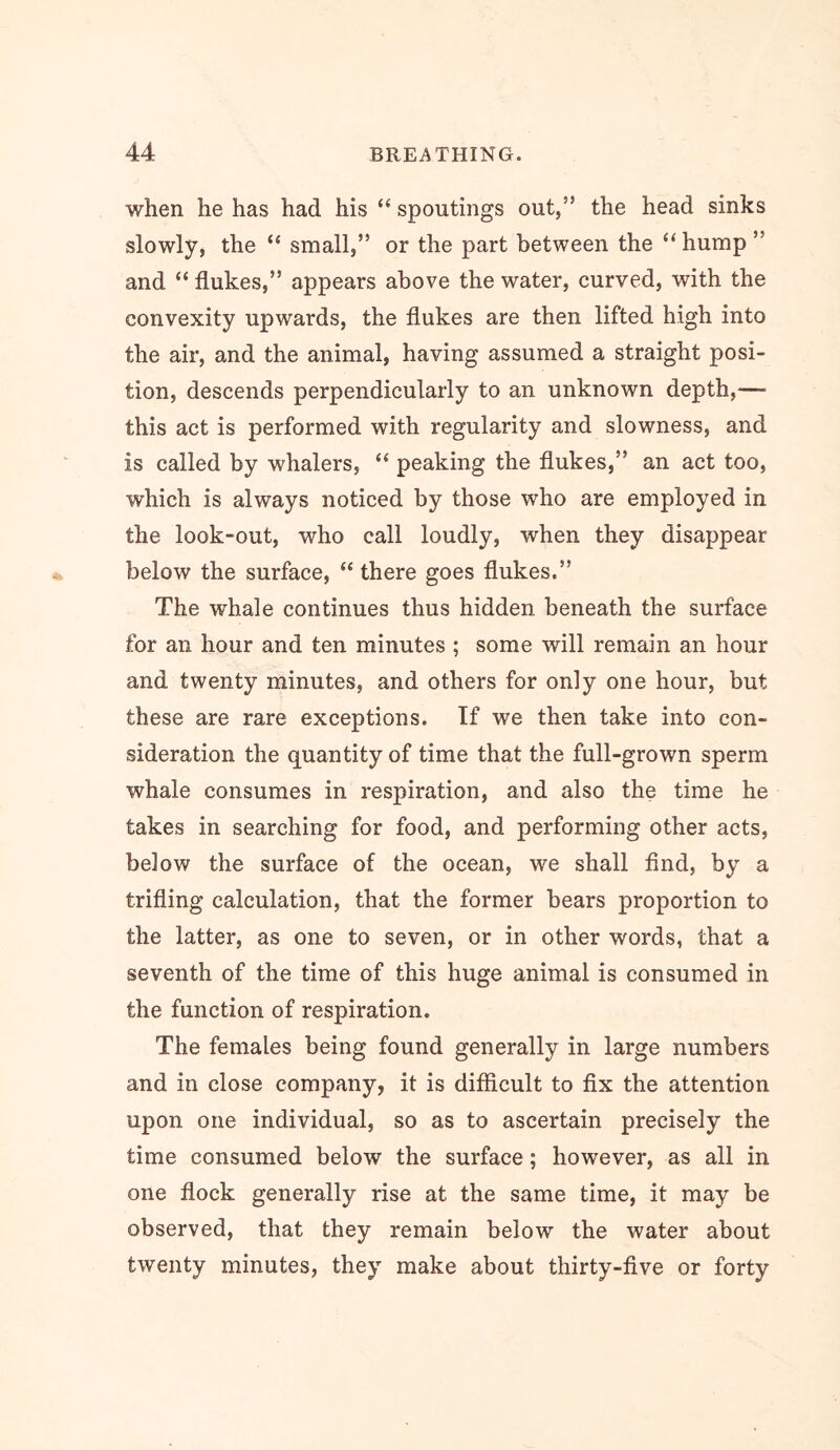 when he has had his “ spoutings out,” the head sinks slowly, the “ small,” or the part between the “ hump ” and “ flukes,” appears above the water, curved, with the convexity upwards, the flukes are then lifted high into the air, and the animal, having assumed a straight posi- tion, descends perpendicularly to an unknown depth,— this act is performed with regularity and slowness, and is called by whalers, “ peaking the flukes,” an act too, which is always noticed by those who are employed in the look-out, who call loudly, when they disappear below the surface, “ there goes flukes.” The whale continues thus hidden beneath the surface for an hour and ten minutes ; some will remain an hour and twenty minutes, and others for only one hour, but these are rare exceptions. If we then take into con- sideration the quantity of time that the full-grown sperm whale consumes in respiration, and also the time he takes in searching for food, and performing other acts, below the surface of the ocean, we shall find, by a trifling calculation, that the former bears proportion to the latter, as one to seven, or in other words, that a seventh of the time of this huge animal is consumed in the function of respiration. The females being found generally in large numbers and in close company, it is difiicult to fix the attention upon one individual, so as to ascertain precisely the time consumed below the surface; however, as all in one flock generally rise at the same time, it may be observed, that they remain below the water about twenty minutes, they make about thirty-five or forty