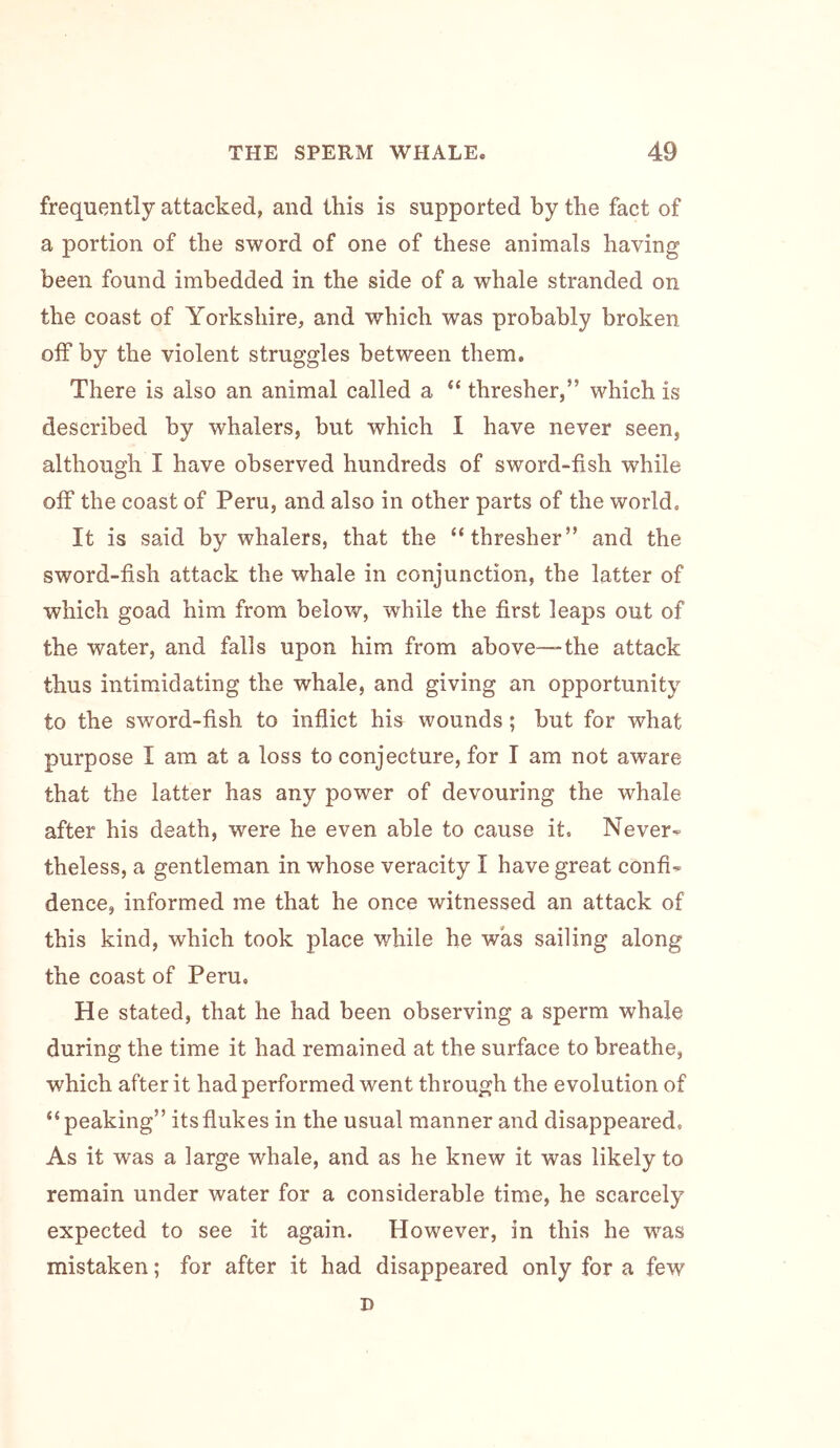 frequently attacked, and this is supported by the fact of a portion of the sword of one of these animals having been found imbedded in the side of a whale stranded on the coast of Yorkshire, and which was probably broken off by the violent struggles between them. There is also an animal called a “ thresher,” which is described by whalers, but which I have never seen, although I have observed hundreds of sword-fish while off the coast of Peru, and also in other parts of the world. It is said by whalers, that the “thresher” and the sword-fish attack the whale in conjunction, the latter of which goad him from below, while the first leaps out of the water, and falls upon him from above—the attack thus intimidating the whale, and giving an opportunity to the sword-fish to inflict his wounds; but for what purpose I am at a loss to conjecture, for I am not aware that the latter has any power of devouring the whale after his death, were he even able to cause it. Never.^ theless, a gentleman in whose veracity I have great confix dence, informed me that he once witnessed an attack of this kind, which took place while he was sailing along the coast of Peru. He stated, that he had been observing a sperm whale during the time it had remained at the surface to breathe, which after it had performed went through the evolution of “peaking” its flukes in the usual manner and disappeared. As it was a large whale, and as he knew it was likely to remain under water for a considerable time, he scarcely expected to see it again. However, in this he was mistaken; for after it had disappeared only for a few D