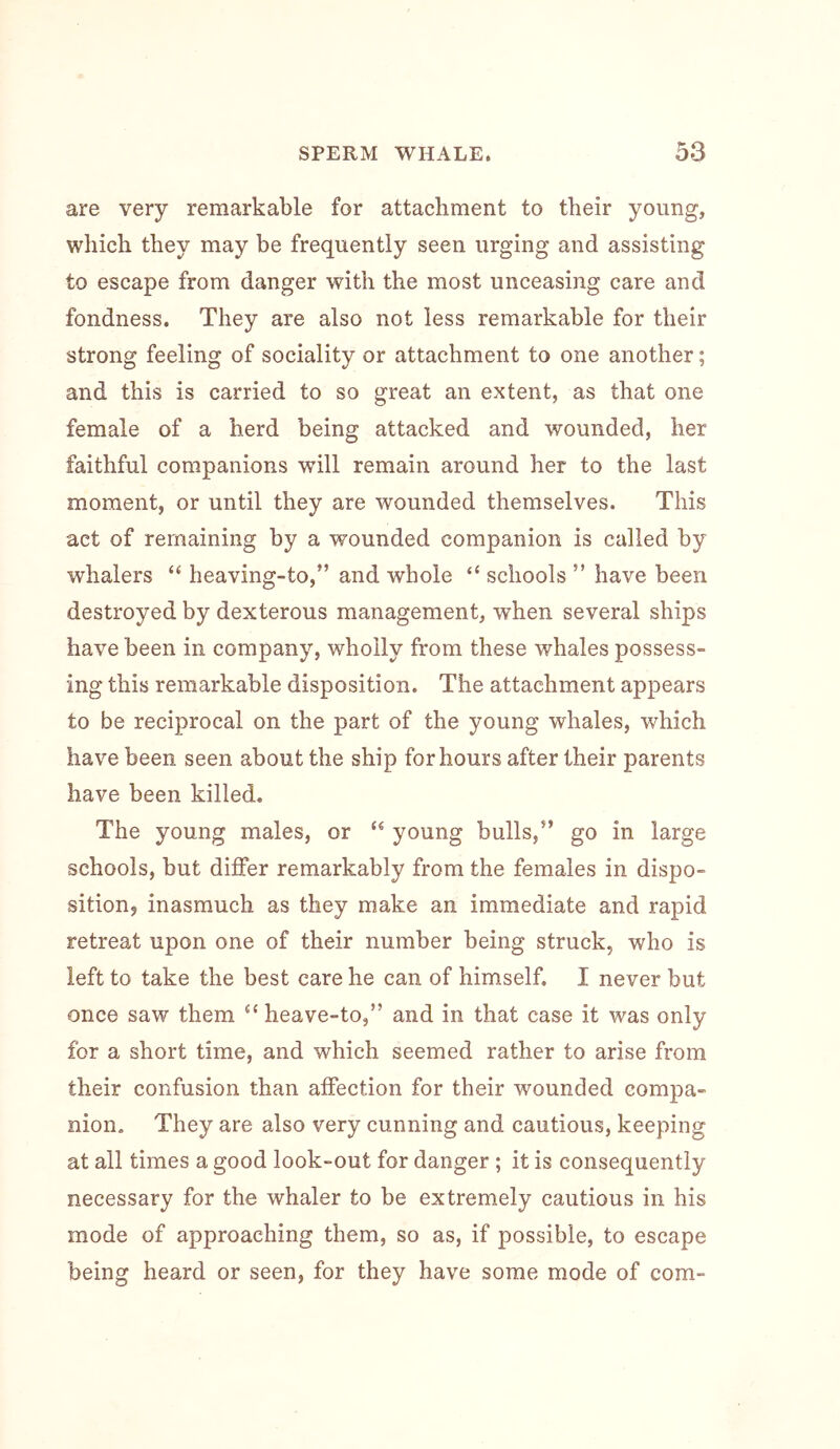 are very remarkable for attachment to their young, which they may be frequently seen urging and assisting to escape from danger with the most unceasing care and fondness. They are also not less remarkable for their strong feeling of sociality or attachment to one another; and this is carried to so great an extent, as that one female of a herd being attacked and wounded, her faithful companions will remain around her to the last moment, or until they are wounded themselves. This act of remaining by a wounded companion is called by whalers “ heaving-to,” and whole “ schools ” have been destroyed by dexterous management, when several ships have been in company, wholly from these whales possess- ing this remarkable disposition. The attachment appears to be reciprocal on the part of the young whales, which have been seen about the ship for hours after their parents have been killed. The young males, or “ young bulls,” go in large schools, but differ remarkably from the females in dispo- sition, inasmuch as they make an immediate and rapid retreat upon one of their number being struck, who is left to take the best care he can of himself. I never but once saw them “ heave-to,” and in that case it was only for a short time, and which seemed rather to arise from their confusion than affection for their wounded compa- nion. They are also very cunning and cautious, keeping at all times a good look-out for danger ; it is consequently necessary for the whaler to be extremely cautious in his mode of approaching them, so as, if possible, to escape being heard or seen, for they have some mode of com-