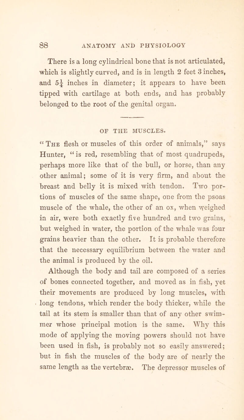 There is a long cylindrical bone that is not articulated, which is slightly curved, and is in length 2 feet 3 inches, and 5j inches in diameter; it appears to have been tipped with cartilage at both ends, and has probably belonged to the root of the genital organ. OF THE MUSCLES. The flesh or muscles of this order of animals,” says Hunter, “ is red, resembling that of most quadrupeds, perhaps more like that of the bull, or horse, than any other animal; some of it is very firm, and about the breast and belly it is mixed with tendon. Two por- tions of muscles of the same shape, one from the psoas muscle of the whale, the other of an ox, when weighed in air, were both exactly five hundred and two grains, but weighed in water, the portion of the whale was four grains heavier than the other. It is probable therefore that the necessary equilibrium between the water and the animal is produced by the oil. Although the body and tail are composed of a series of bones connected together, and moved as in fish, yet their movements are produced by long muscles, with . long tendons, which render the body thicker, while the tail at its stem is smaller than that of any other swim- mer whose principal motion is the same. Why this mode of applying the moving powers should not have been used in fish, is probably not so easily answered; but in fish the muscles of the body are of nearly the same length as the vertebrae. The depressor muscles of
